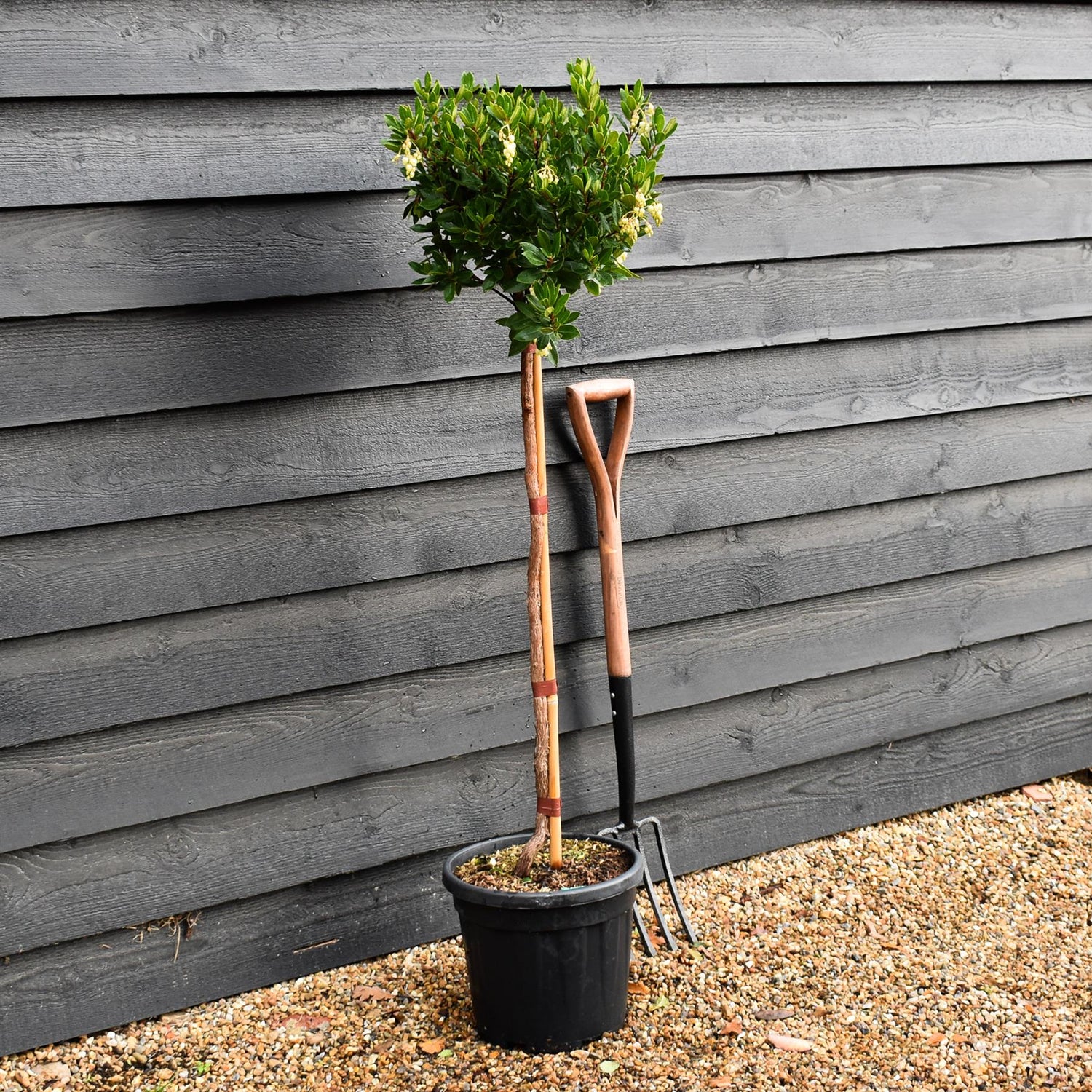 Arbutus unedo Tree | Strawberry Tree - Clear Stem 80cm - Height 120-130cm - 18lt