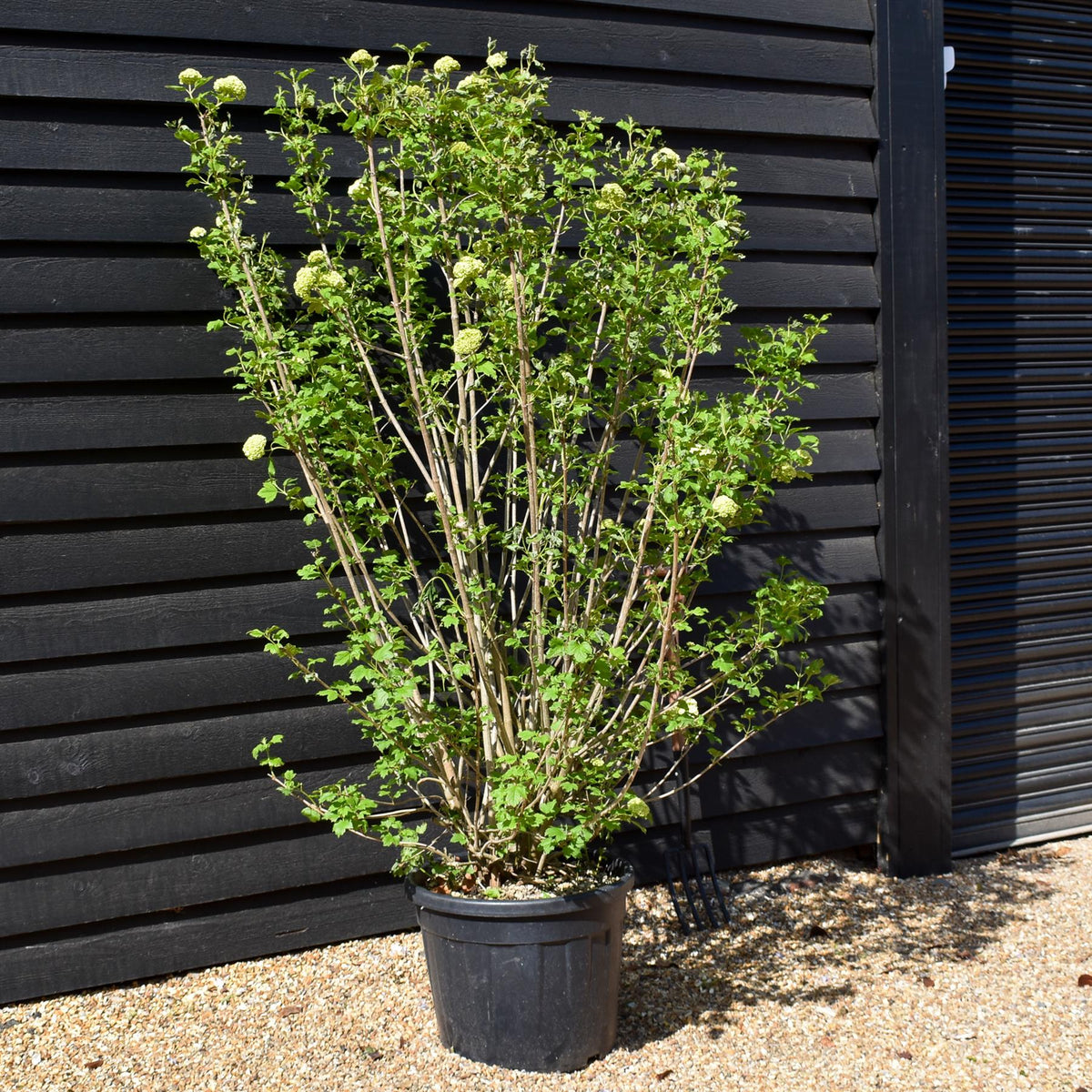 Viburnum Opulus - Multistem - 140-160cm - 55lt