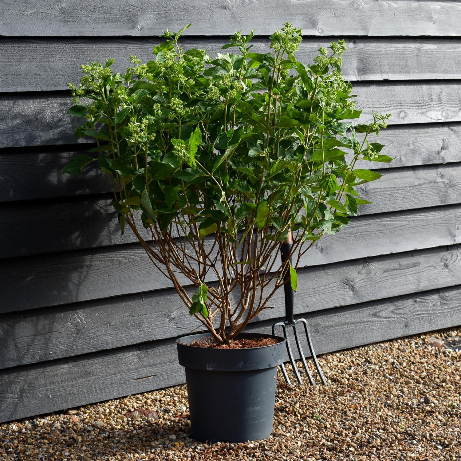 Hydrangea Paniculata 'Little Lime' - Height 50-60cm - 15lt