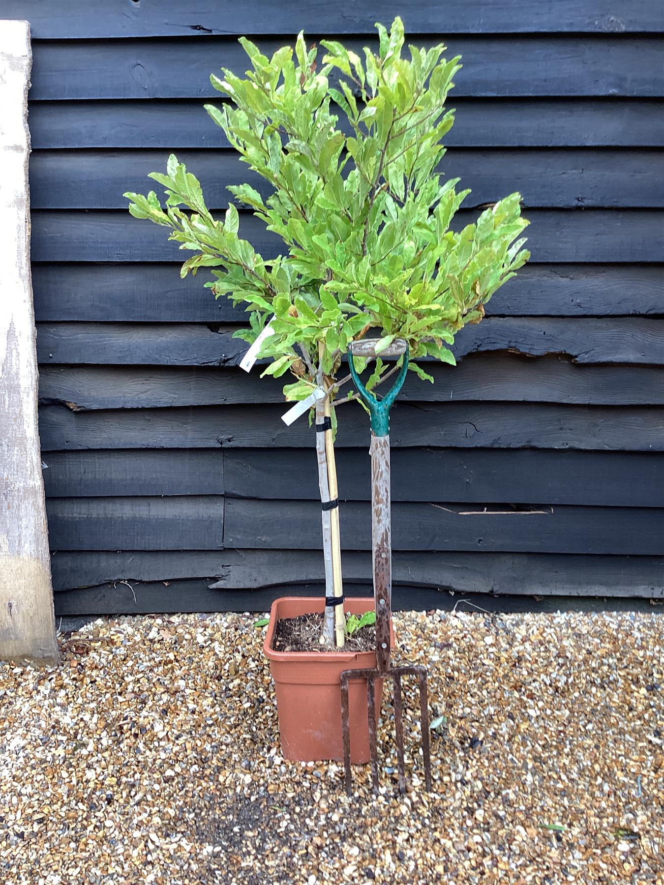 Magnolia Stellata | Star Magnolia - Clear stem 60cm - Height 120-130cm - 18lt