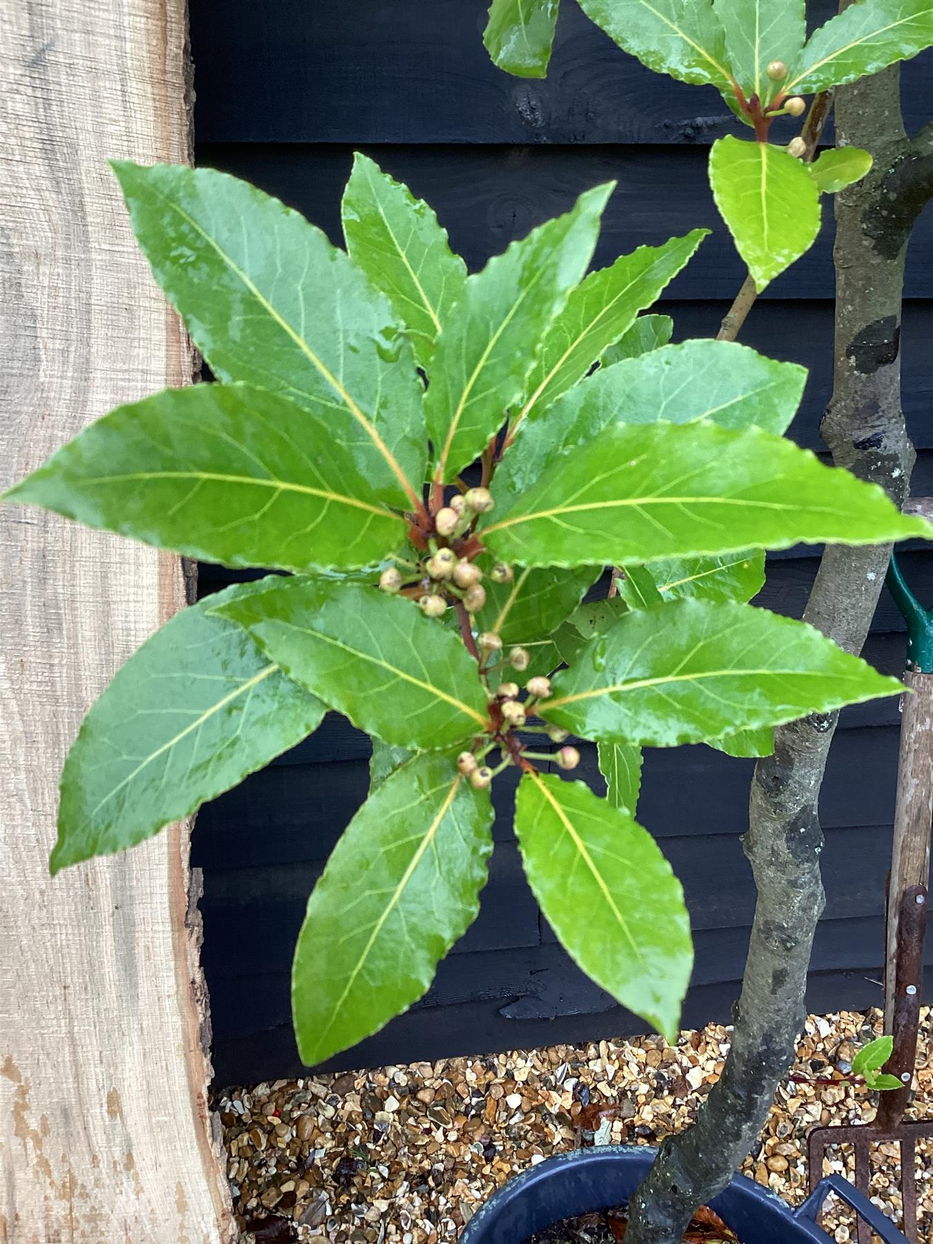 Laurus Nobilis 1/2 Standard | Bay laurel tree - 180-200cm, 35lt