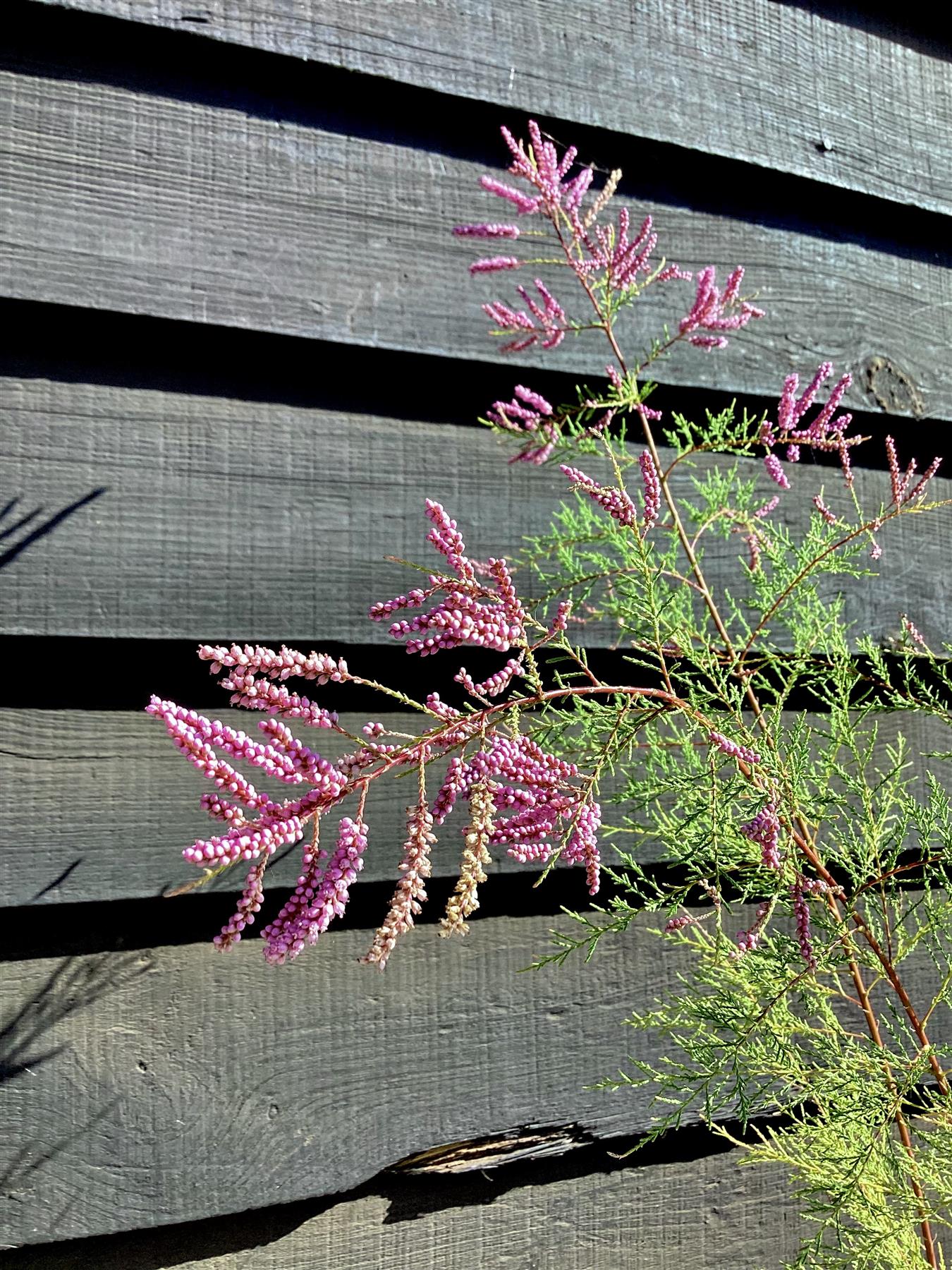 Tamarix Aestivals - 150-160cm -10lt