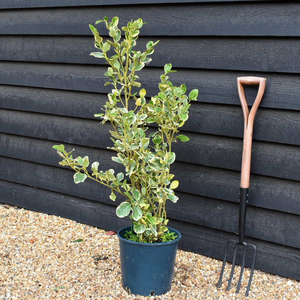 Griselinia littoralis Variegata - Pot Grown - Shrub - Height 70cm - Shrub - 12lt