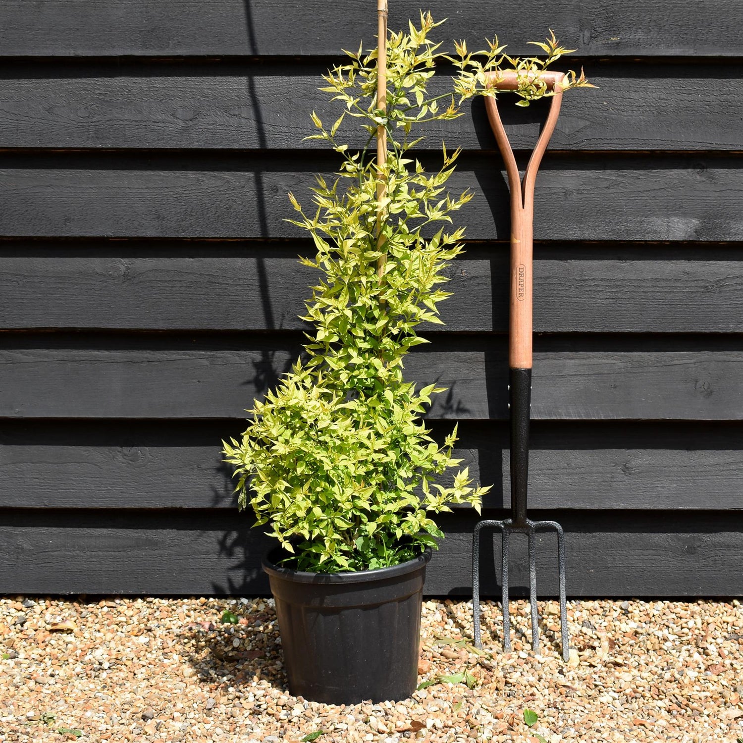 Jasminum (Pink) - Height 75-120cm - 9lt