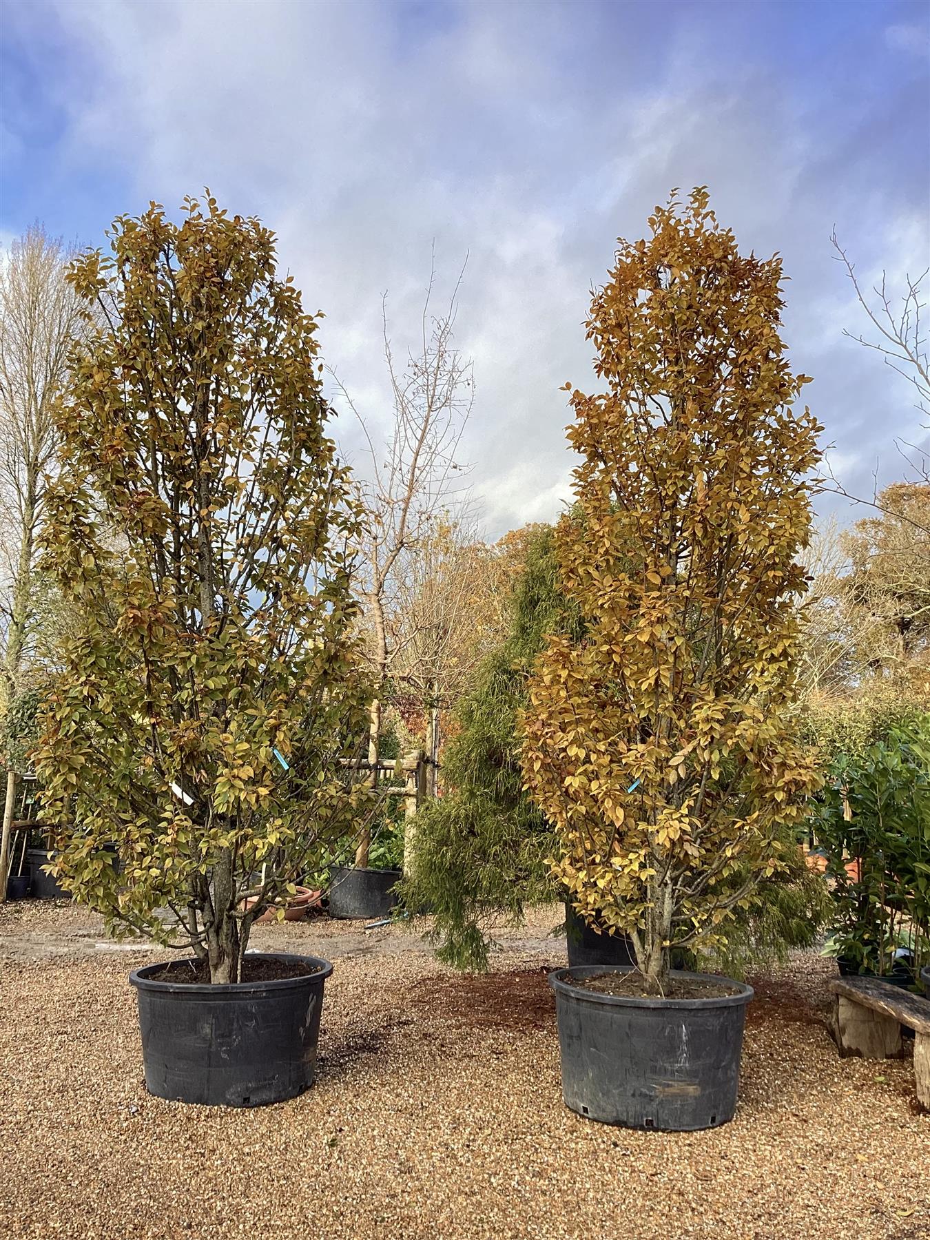 Carpinus betulus | European Hornbeam - Cone - Large - Bushy - Height 350cm -  285lt