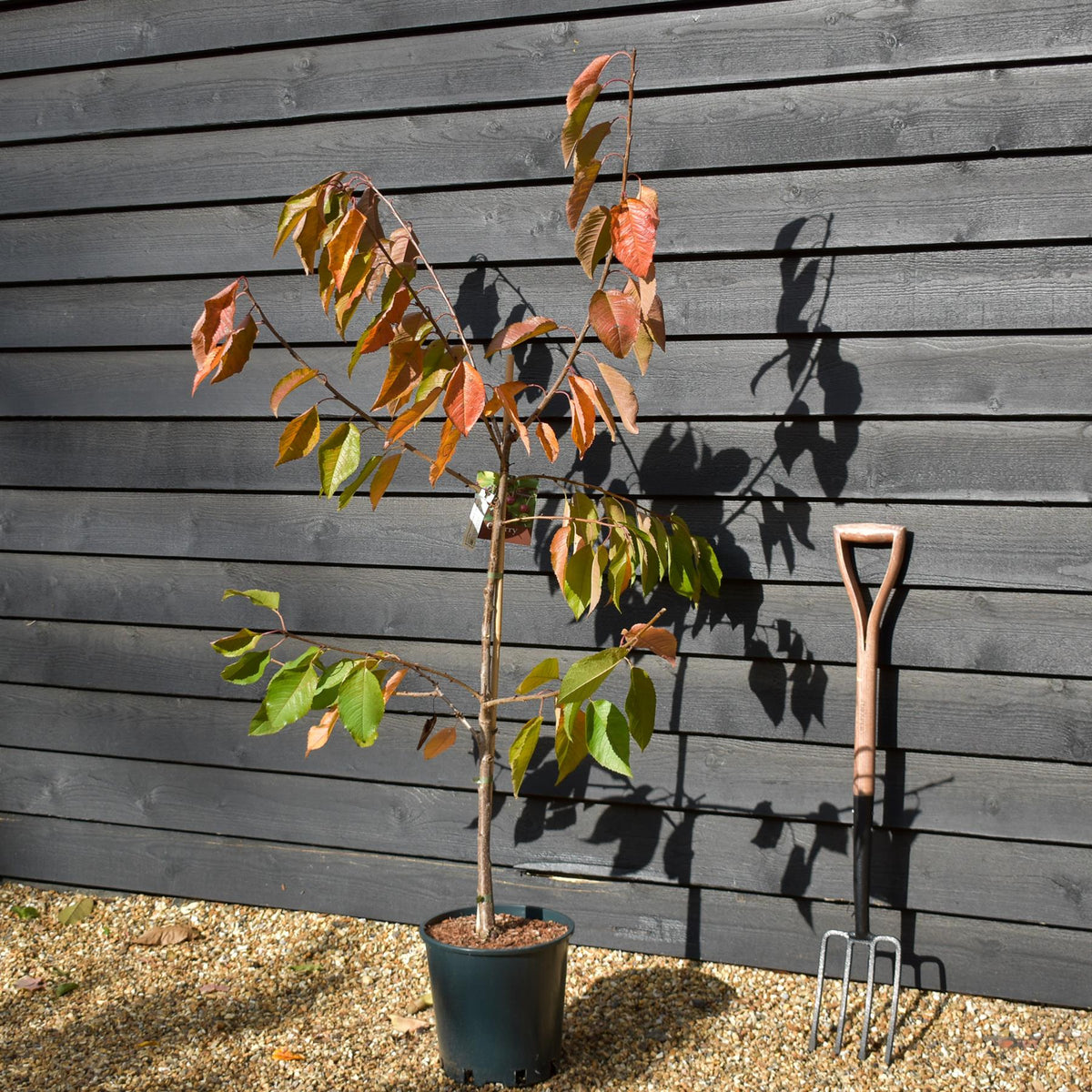 Cherry 'Stella' on Gisela | Prunus avium - Dwarfing - Height 130-160cm - 12lt