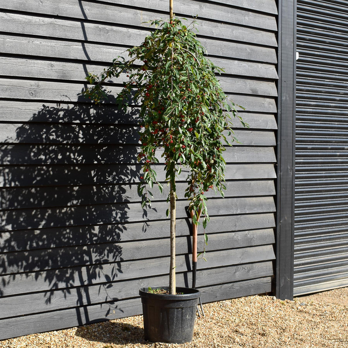 Cotoneaster 'Hybridus Pendulus' - Weeping Tree - Height 160-180cm - 50lt