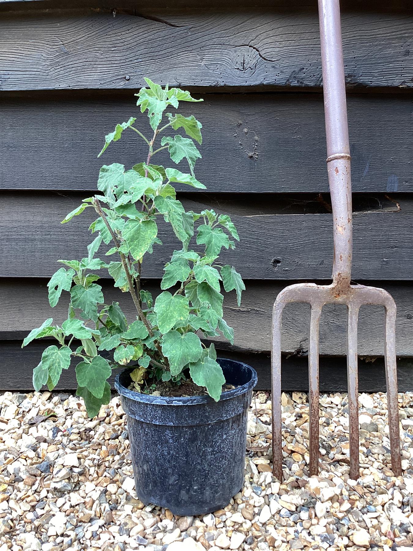 Lavatera 'Burgundy Wine' - 10-30cm, 2lt