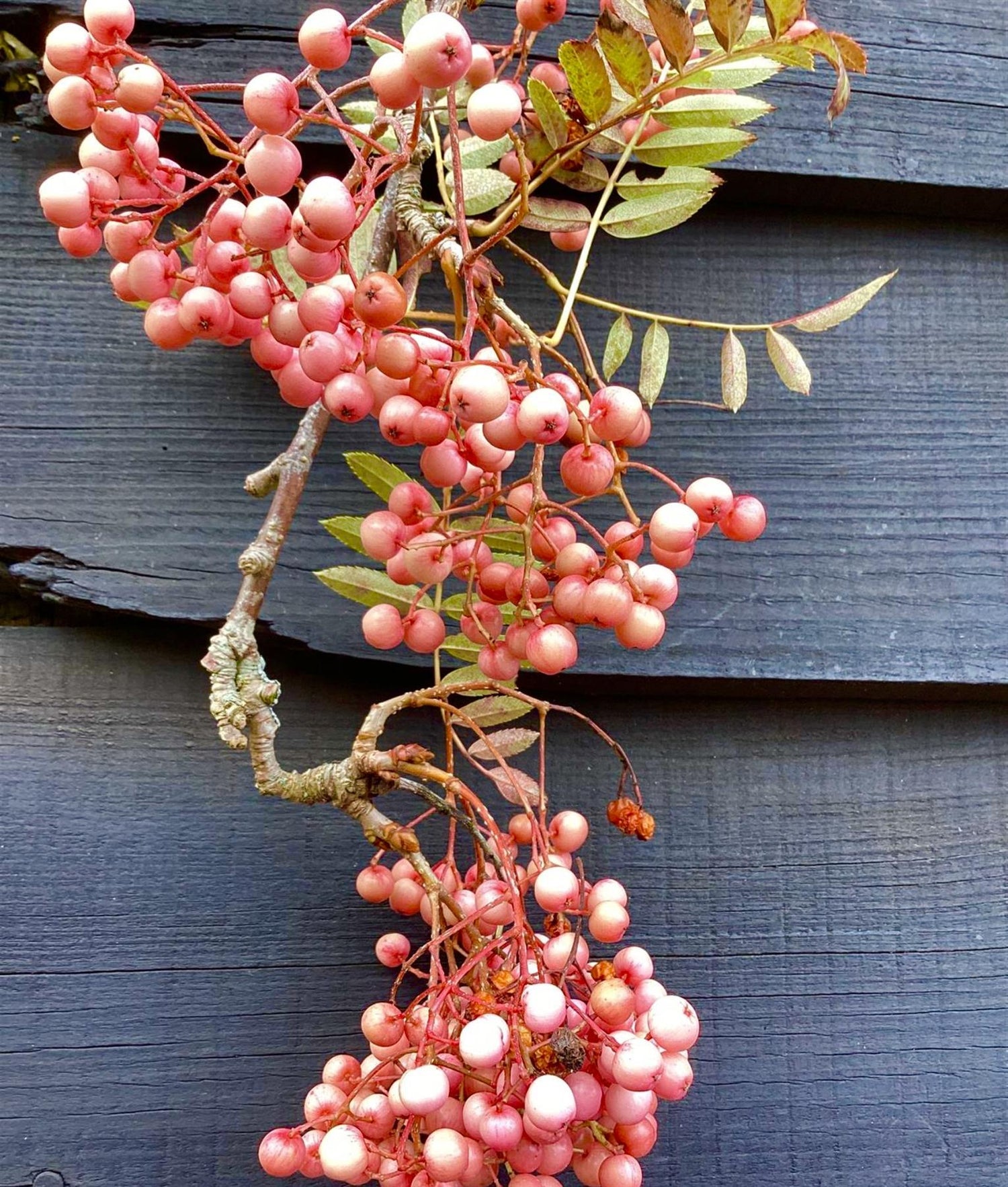 Sorbus vilmorinii | Vilmorin's Rowan 1/2 std, Clear Stem - 150-180cm, 20lt