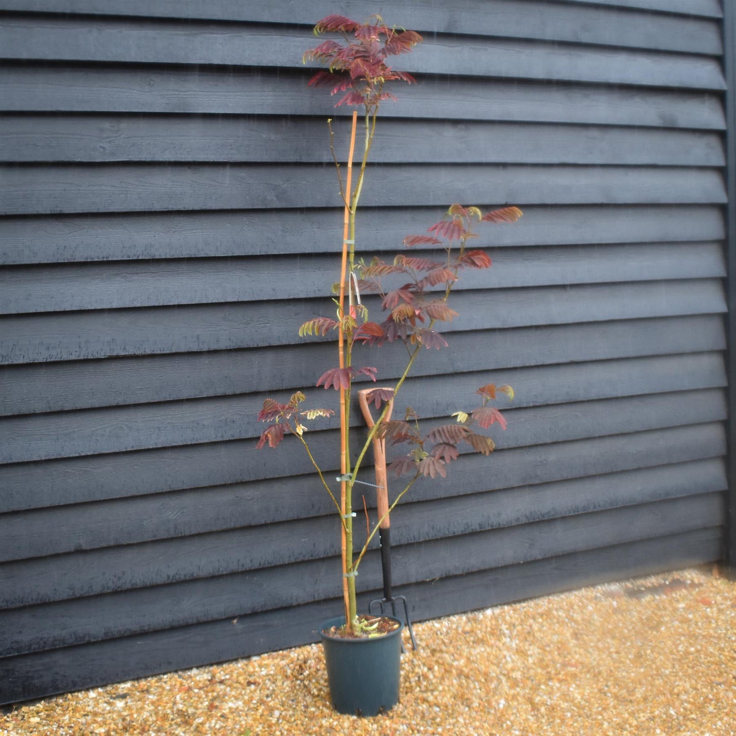 Albizia Julibrissin Evey's Pride | Silk Tree - Height 170-180cm - 12lt