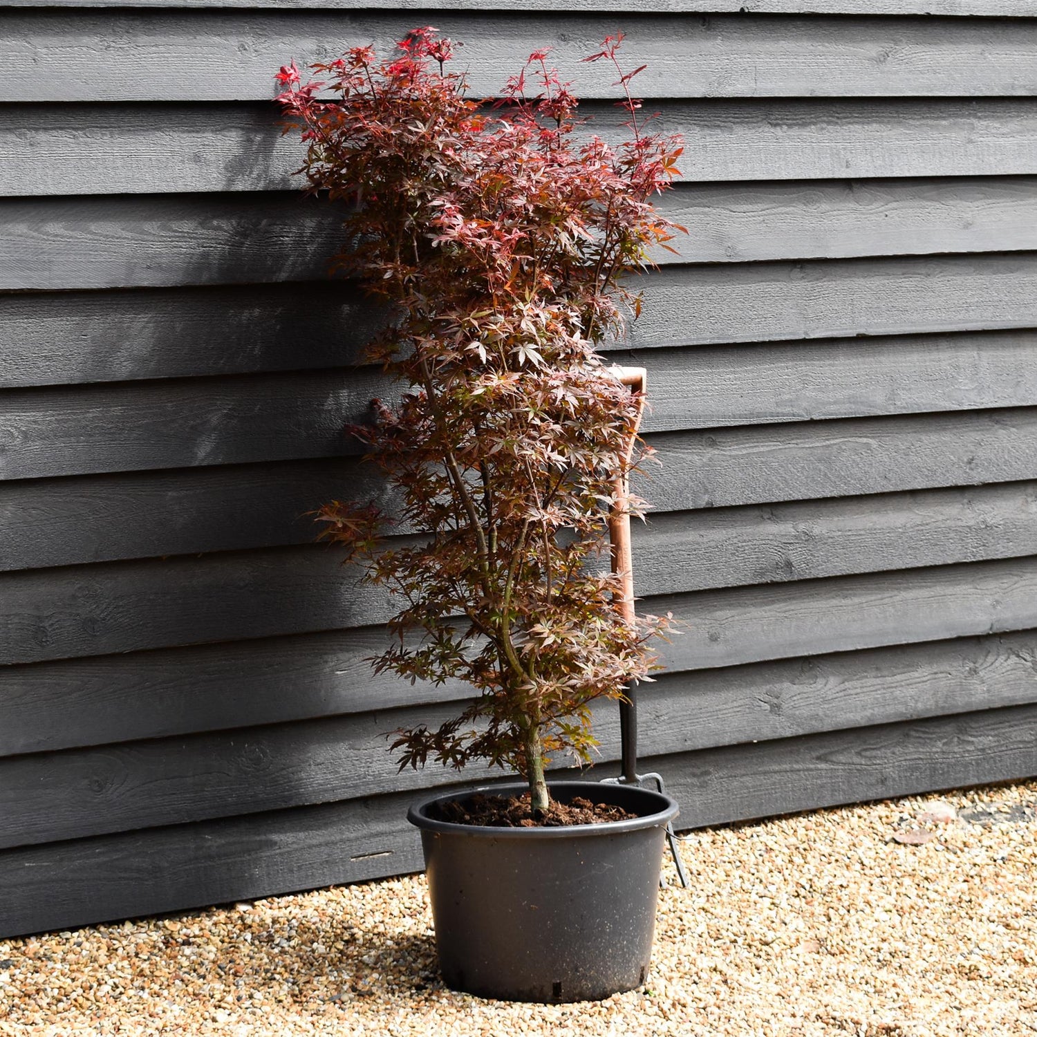 Japanese maple 'Skeeter's Broom' | Acer palmatum  | - Bushy - Height 120-140cm - 35lt