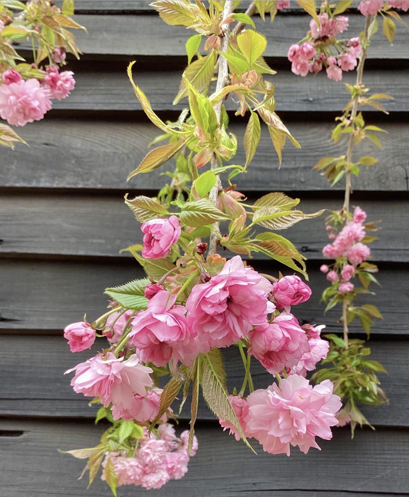 Prunus 'Kiku-shidare-zakura' | Weeping Oriental Cherry - Girth 8-10cm - 220-280cm, 30lt