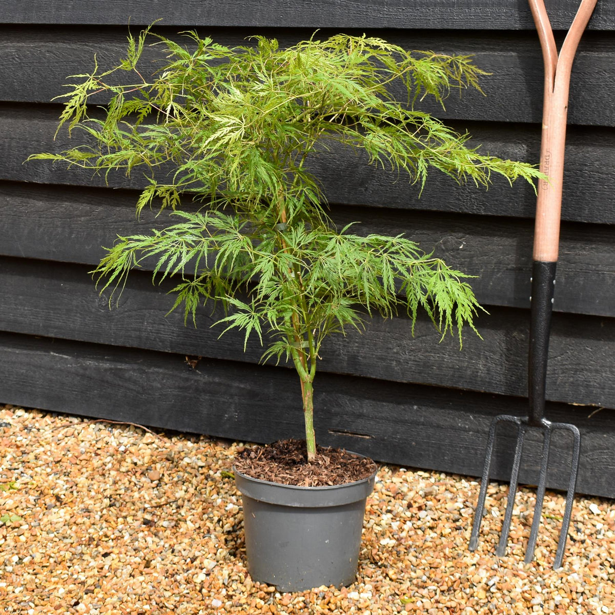Laceleaf Japanese maple | Acer palmatum Dissectum -  - Clear Stem 20cm - Height 50-80cm - 5lt
