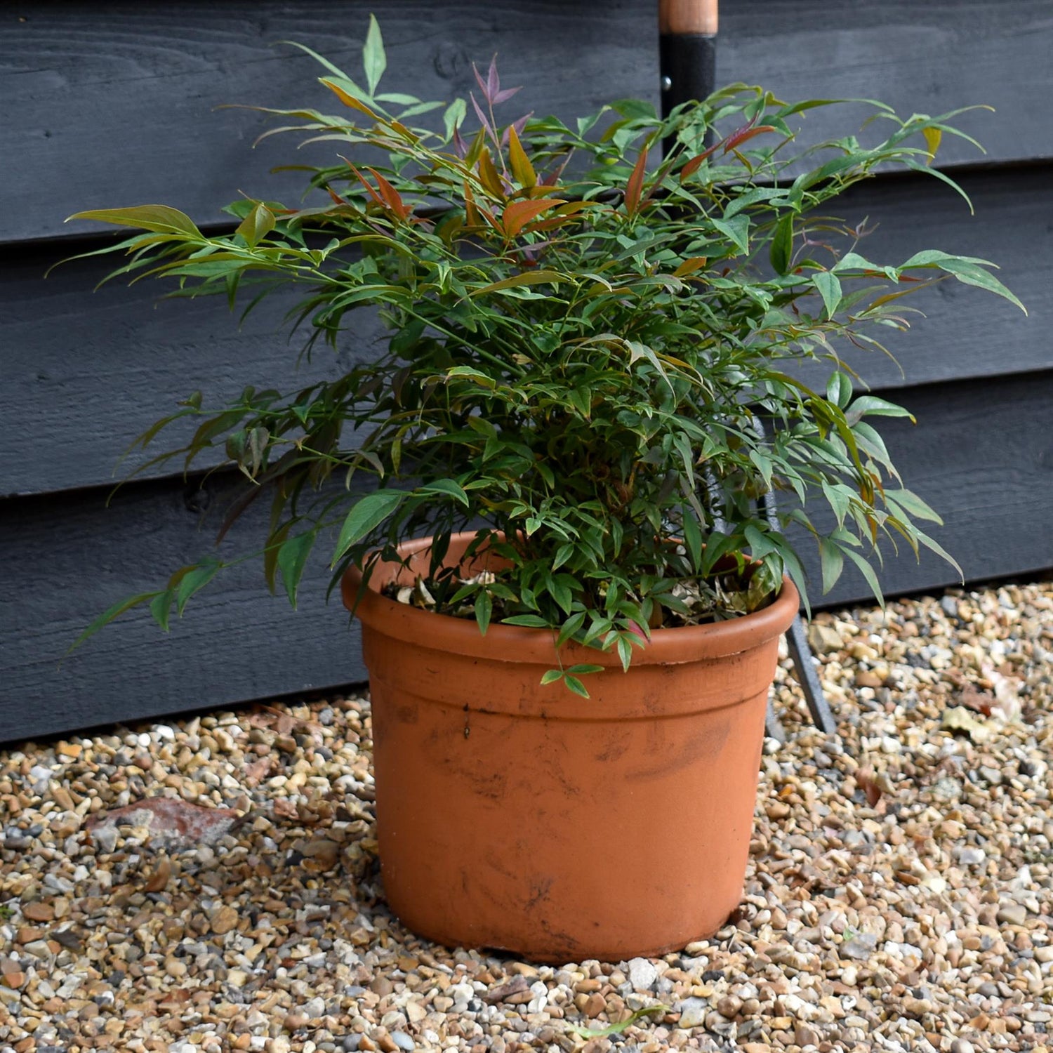 Nandina domestica Obsessed 'Heavenly Bamboo' Seika - Height 30-40cm - Width 30cm - 7.5lt