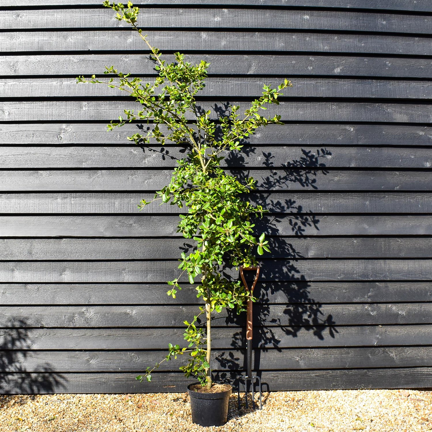 Black Ridge Oak | Quercus phillyreoides - Height 160-180cm - Pot Grown - 10lt