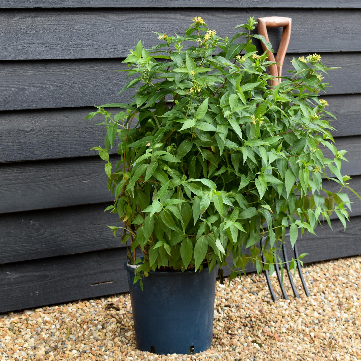 Diervilla sessilifolia 'Butterfly' | Bush Honeysuckle - 12lt