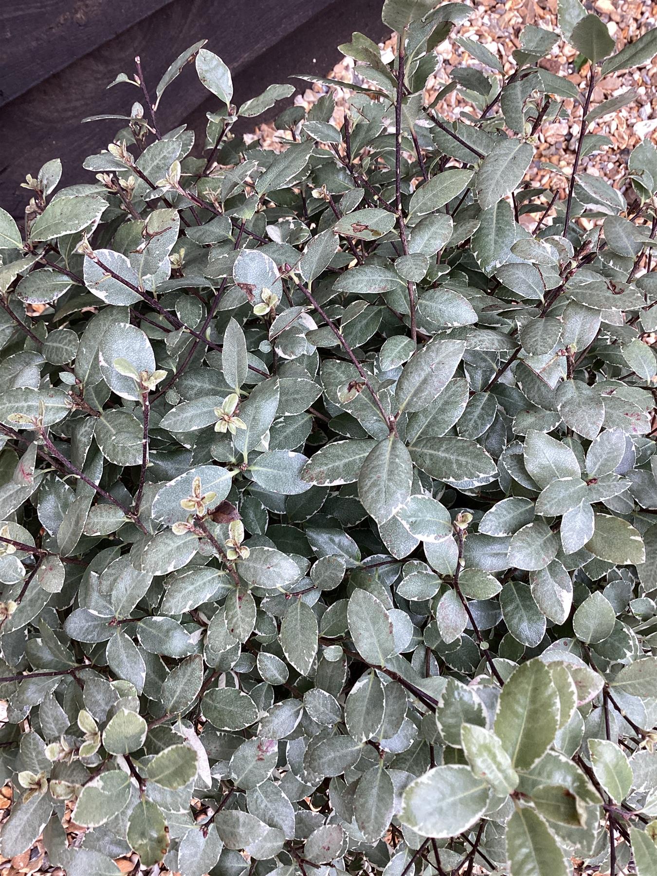 Pittosporum tenuifolium 'Silver Ball' - 40-50cm - 12lt