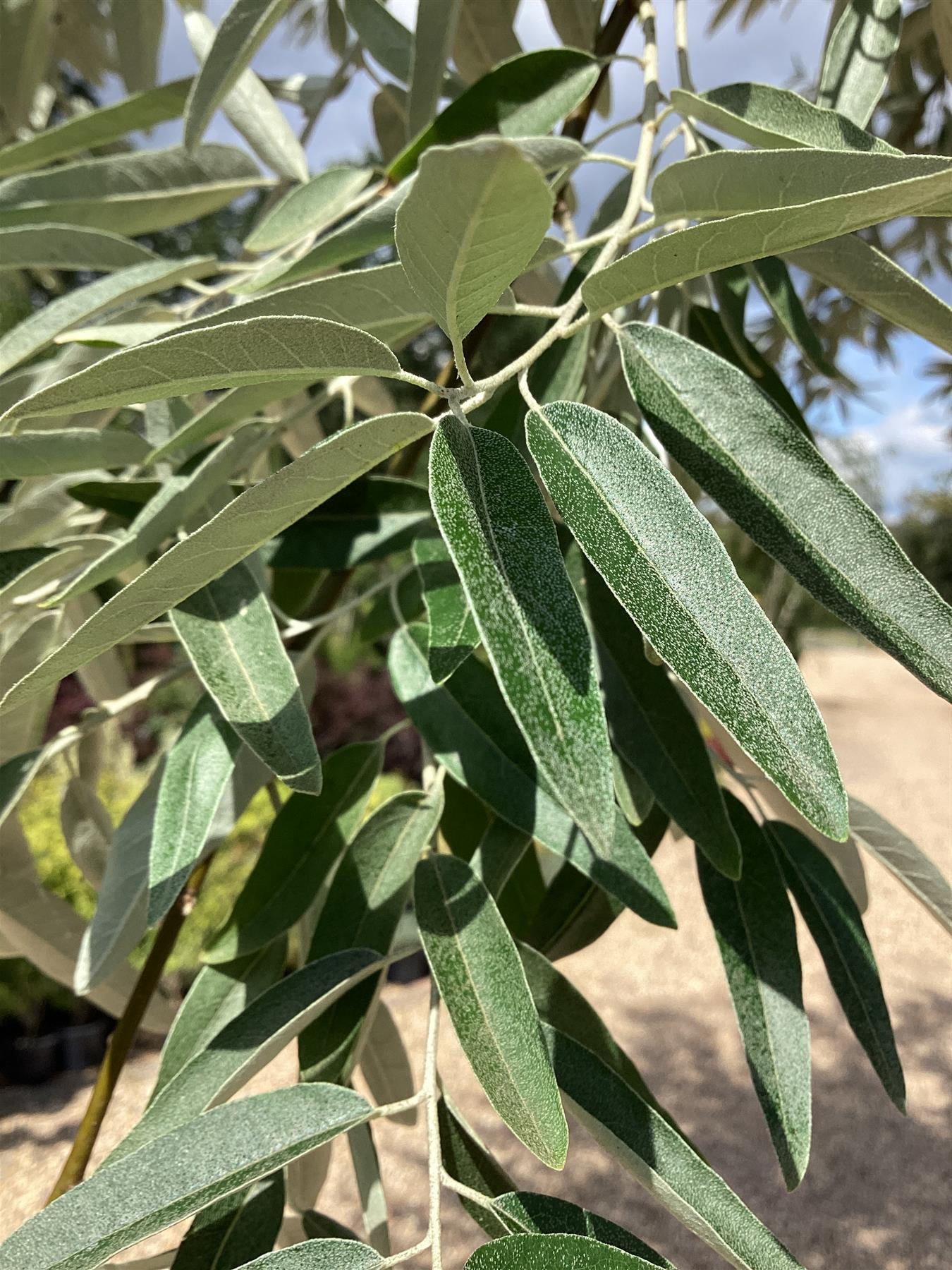 Elaeagnus angustifolia | Russian Olive | Bohemian oleaster tree - Girth 36cm - 400-450cm -  230lt