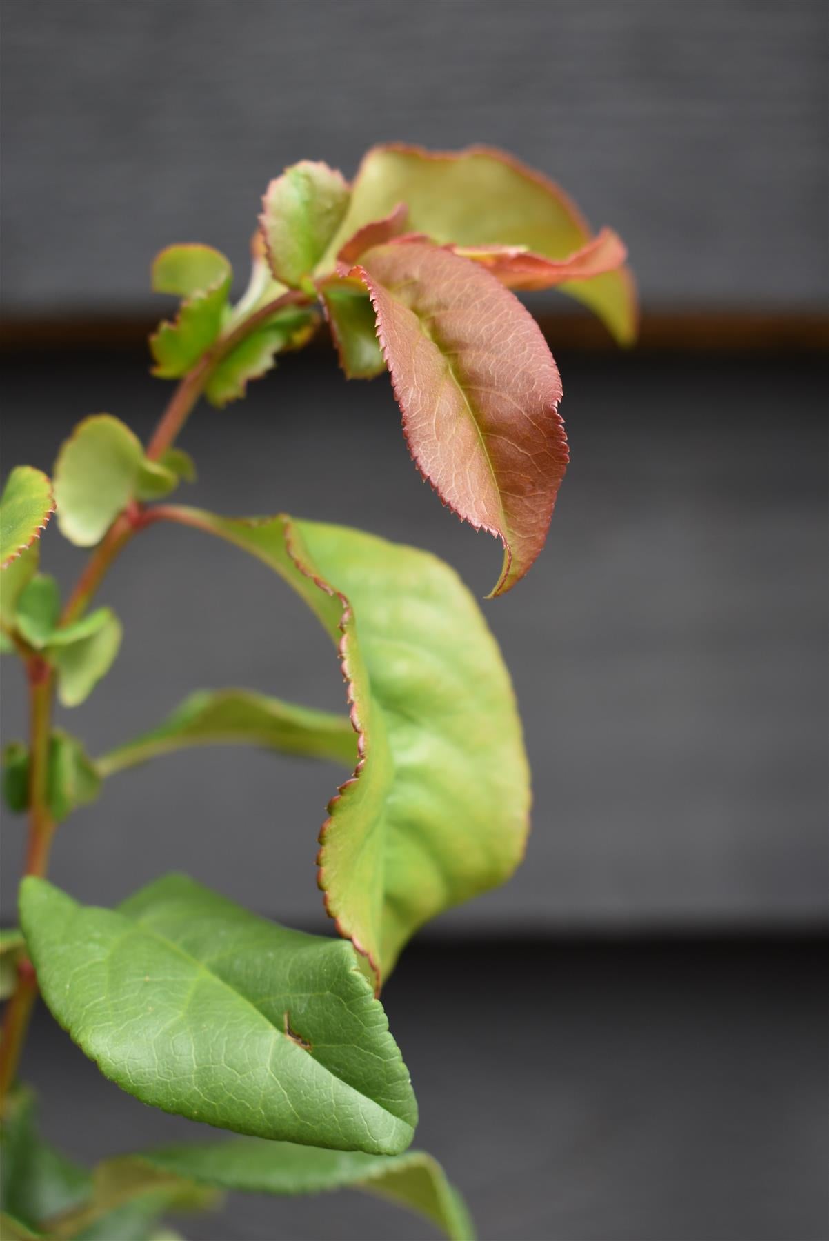Chaenomeles x Suberba 'Pink Lady' - 15-25cm - 3lt
