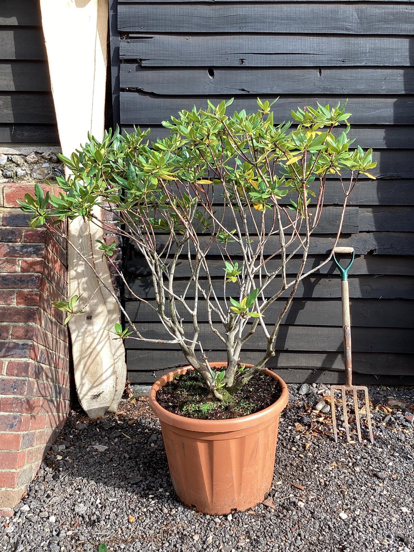 Rhododendron 'Cunningham's White' - 90-110cm, 50lt