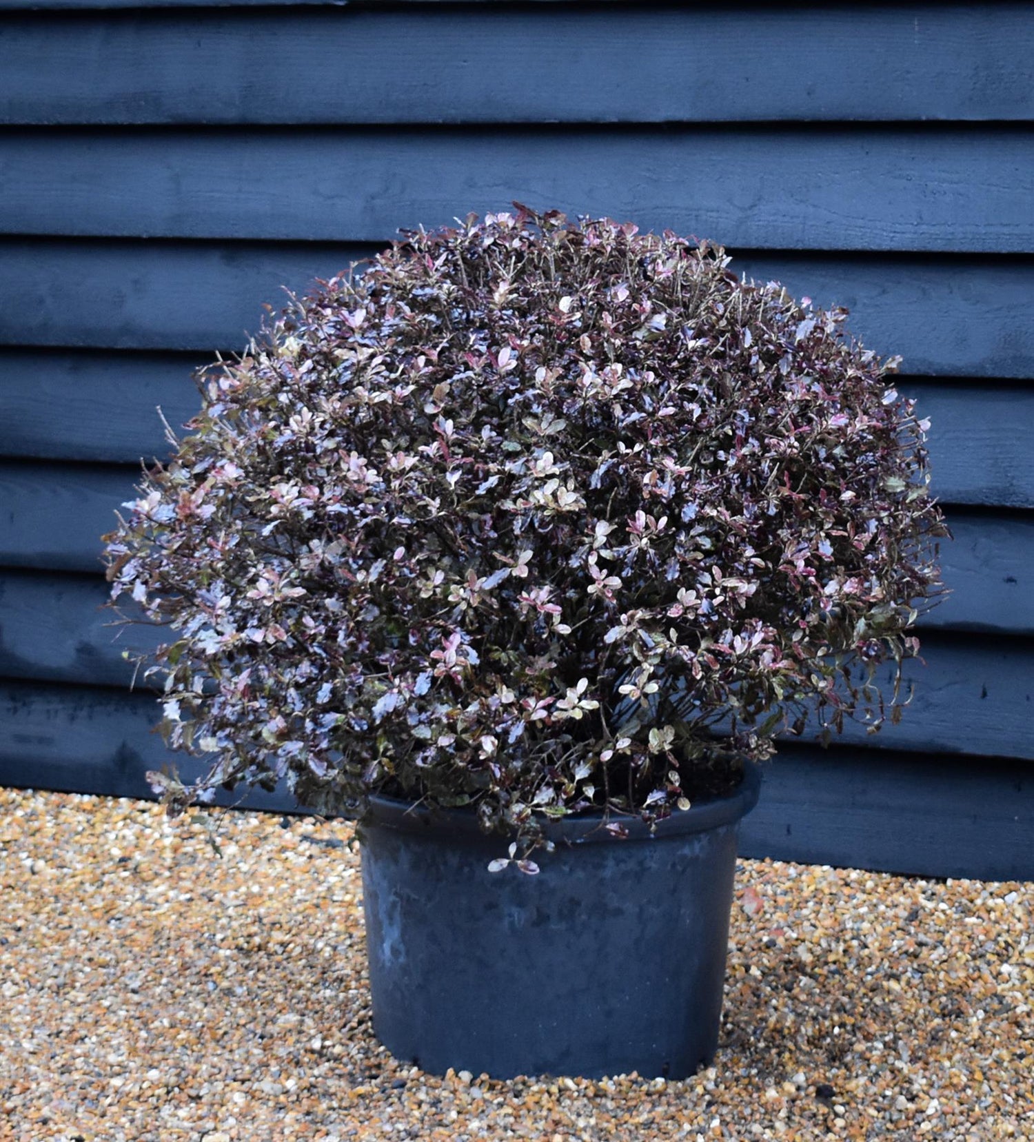 Pittosporum Tom Thumb - Height 60-80cm - Width 80-100cm - 40lt