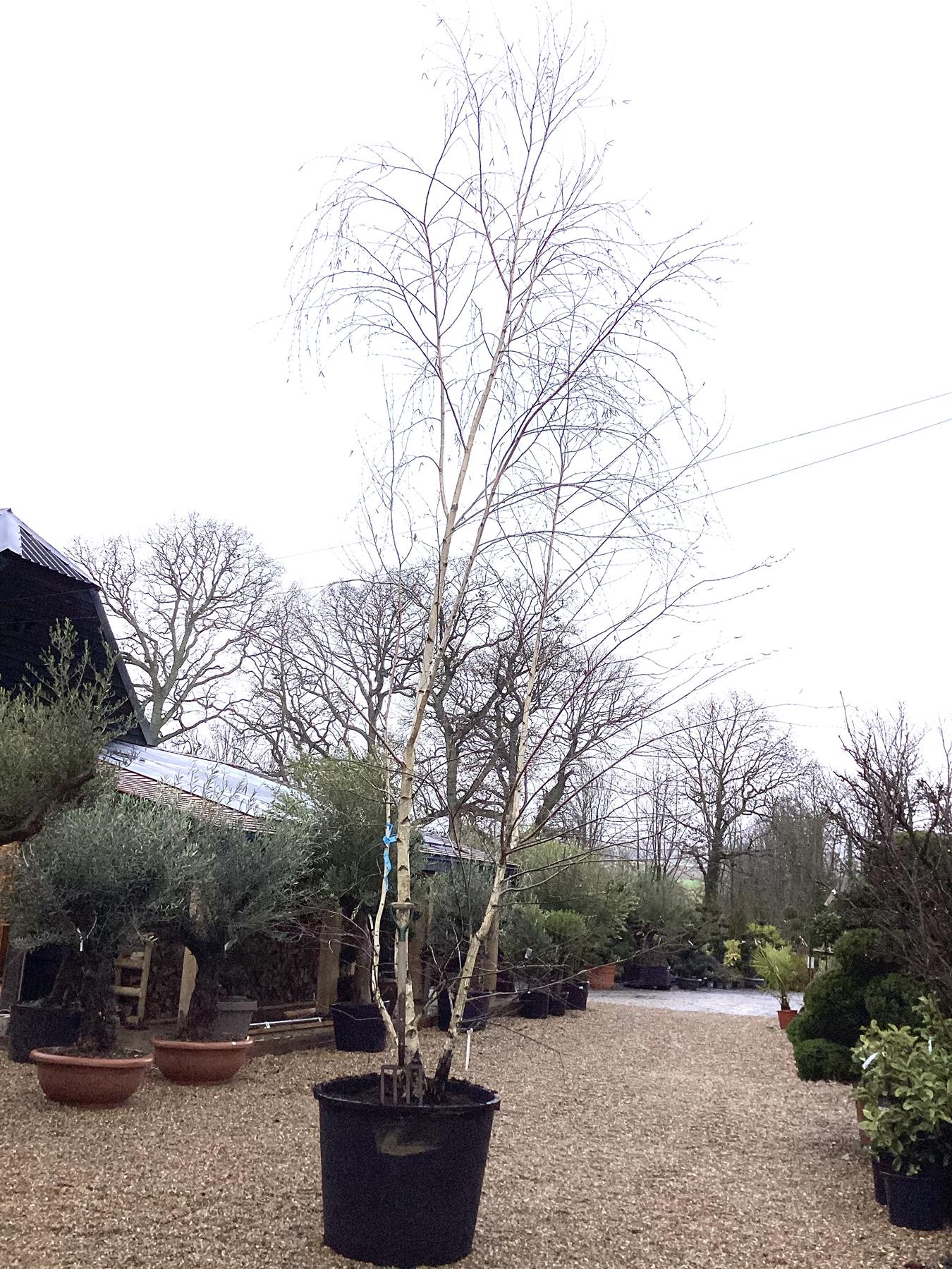 Kashmir Silver Birch | Betula utilis - Multistem - Height 450cm - 300lt