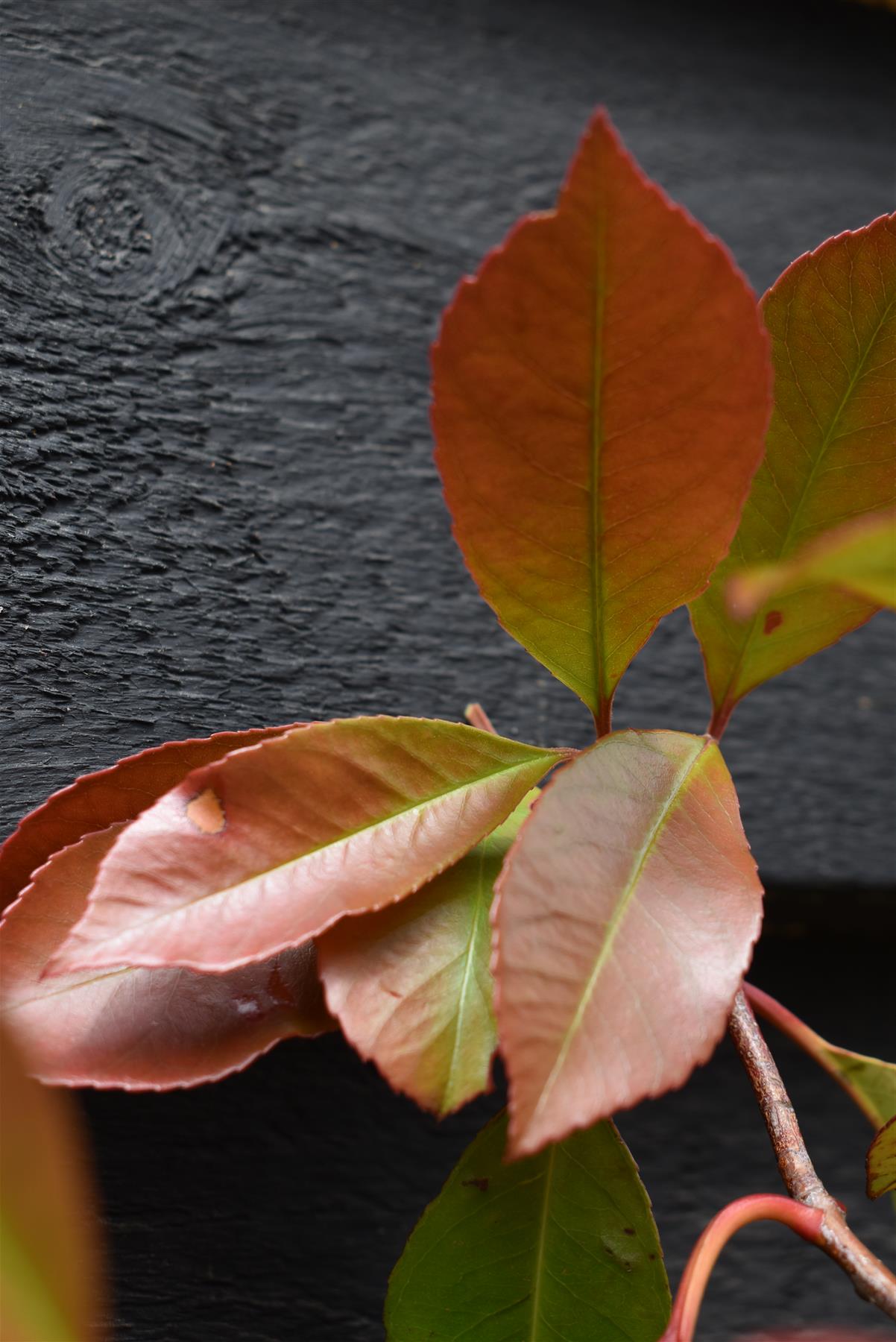 Photinia Red Robin  - 180/190cm, 25lt