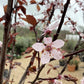 Prunus cerasifera 'Pissardii' | Cherry Plum 'Pissardii' - 35lt