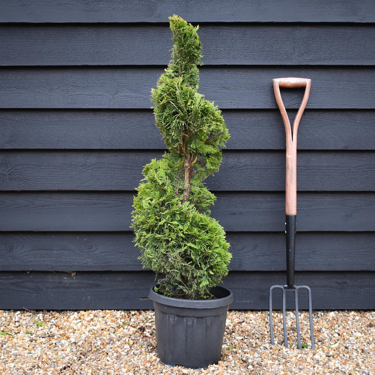 Cuprocyparis leylandii 'Gold Rider' - Spiral - 110-120cm, 10lt