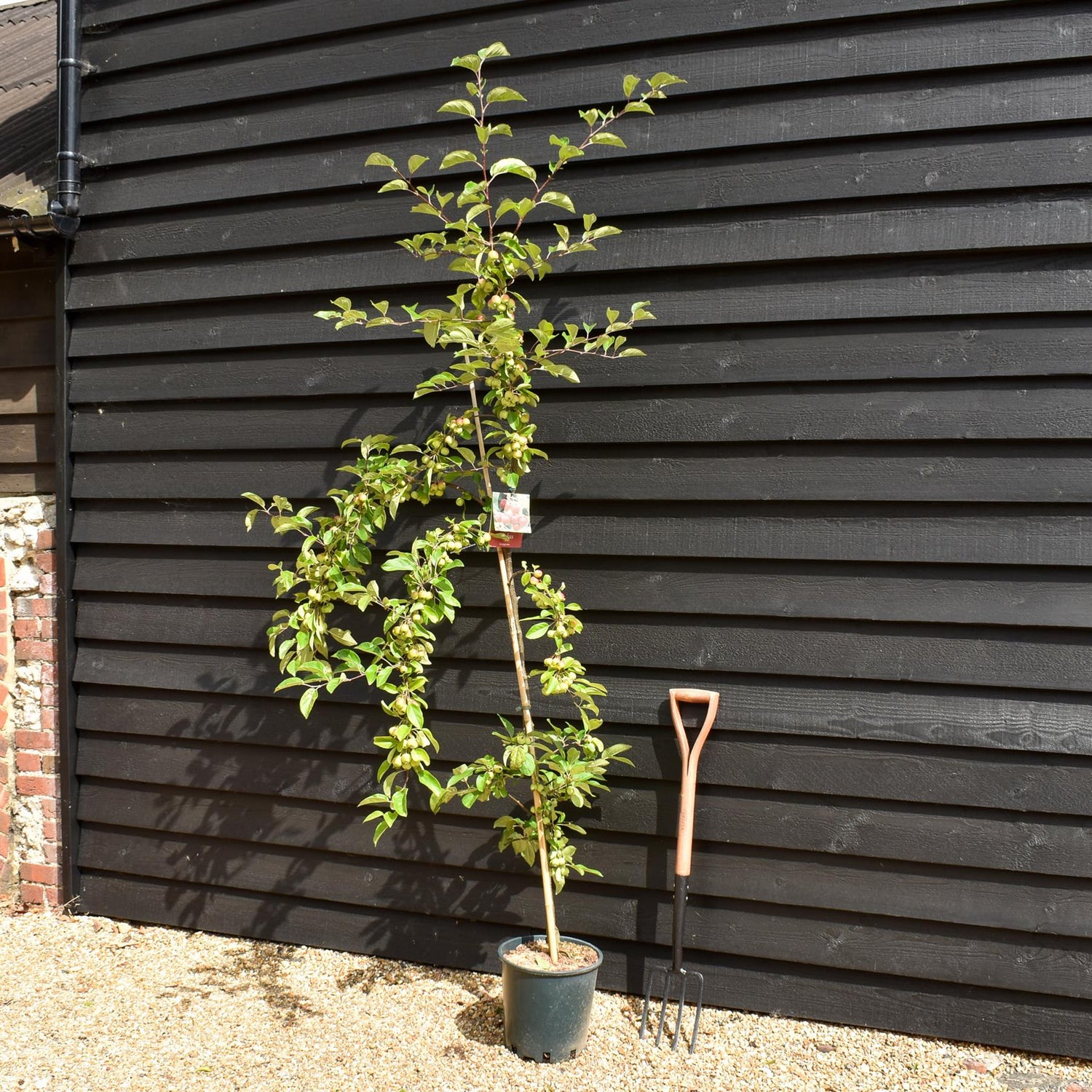Crab apple | Malus Gorgeous  - 160-180cm - 12lt