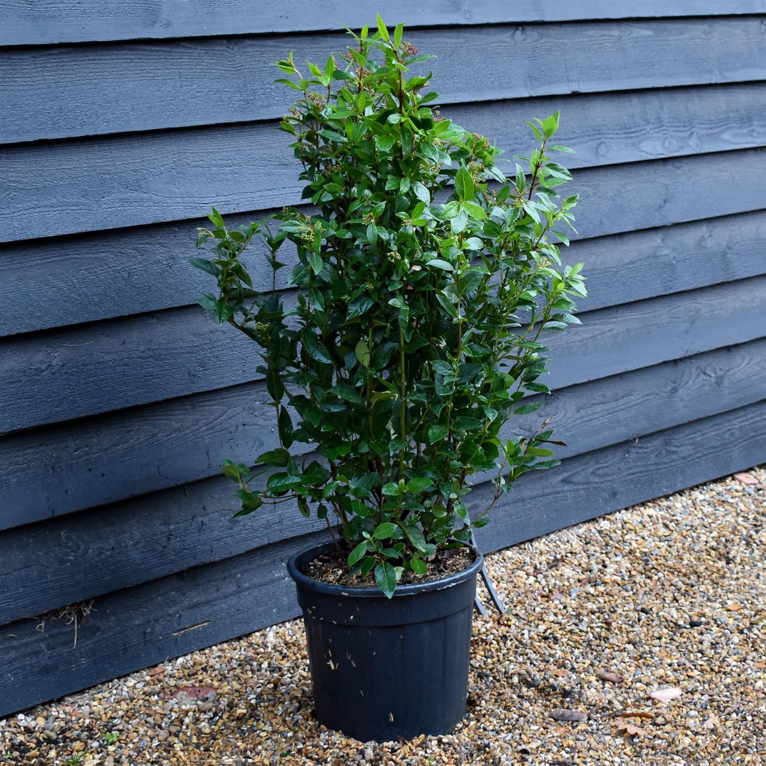 Viburnum tinus Eve Price - Shrub - Height 70-90cm - 18lt