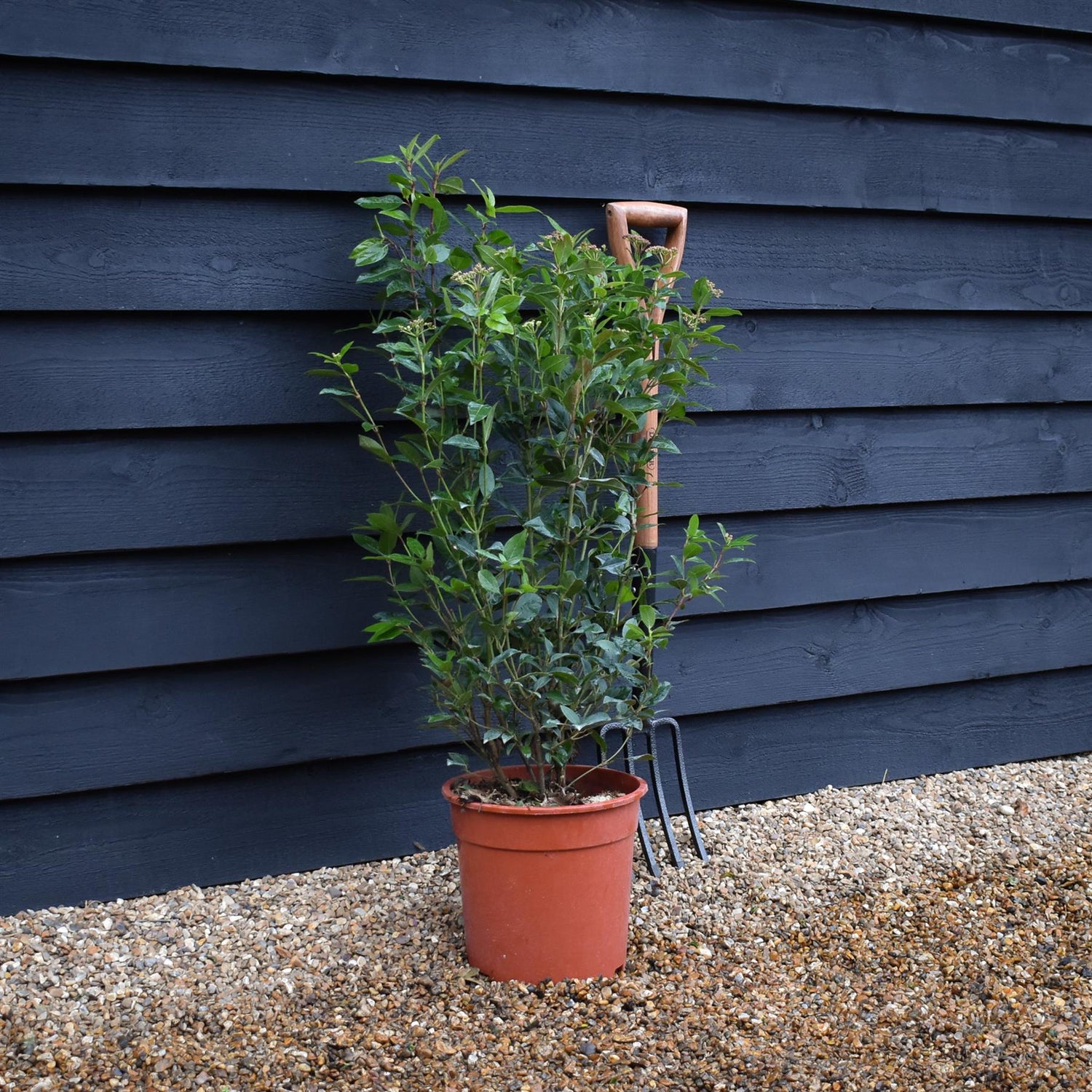 Viburnum tinus Eve Price -Bush - Height 50-70cm - 9lt