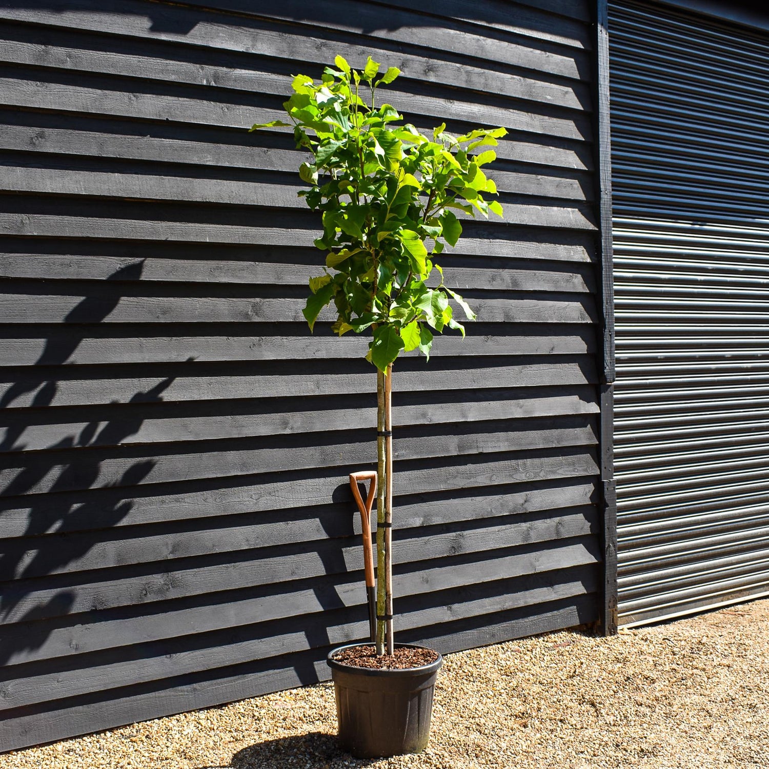 Magnolia 'Sunsation' - Clear stem 120cm - Height 230cm - Girth 8cm - 35lt