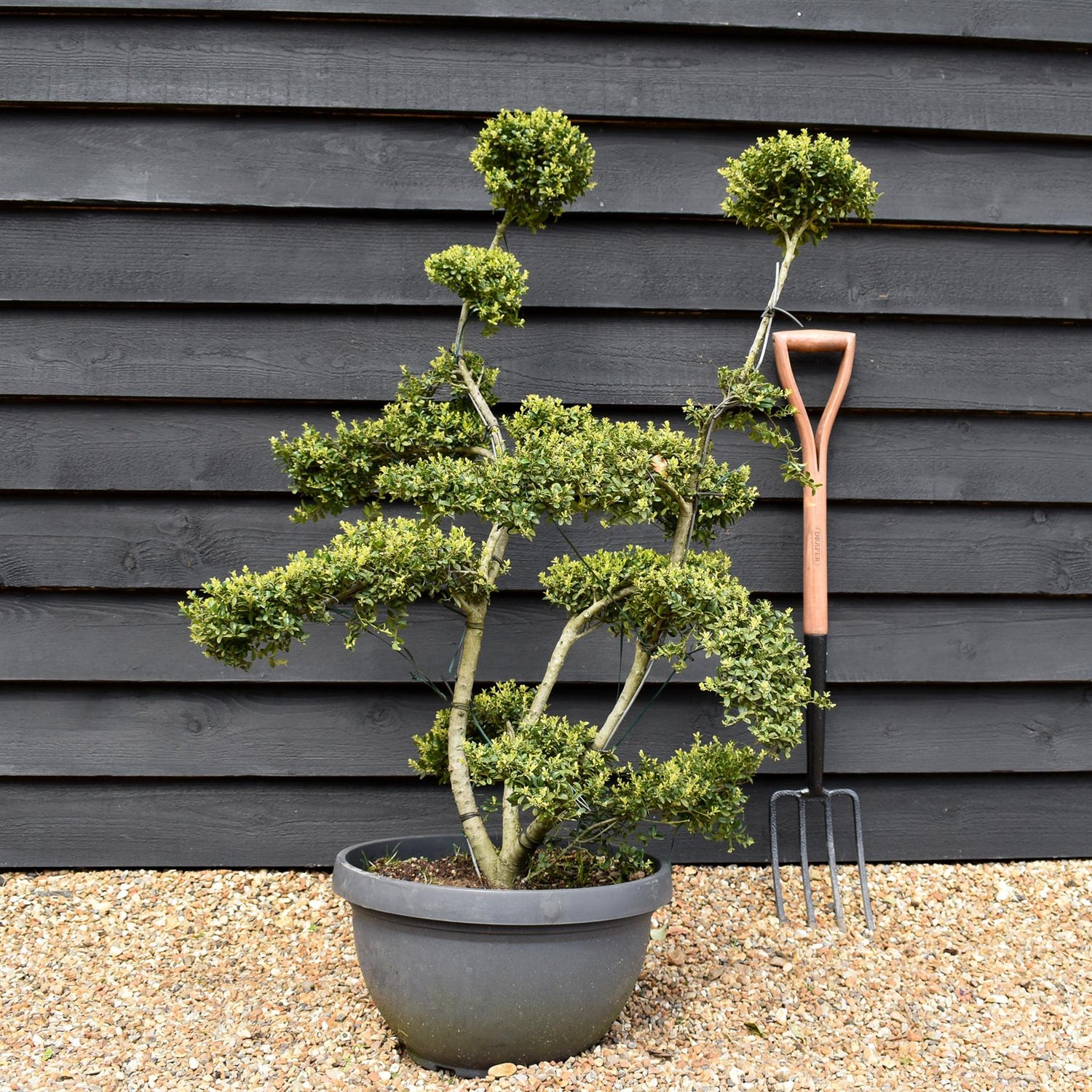 Ilex crenata 'Kinme' - Bonsai - Clouds - Multistem - Height 110-130cm - Bowl - 30lt
