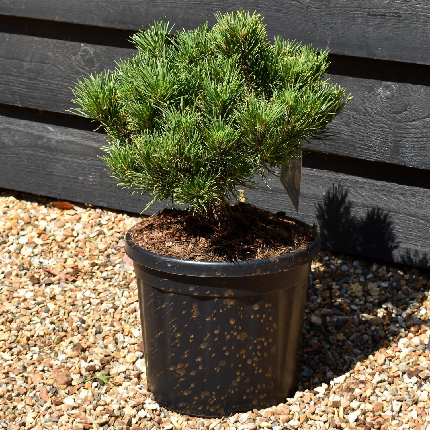 Pinus mugo 'Carsten's Wintergold' - Height 30cm-40cm - Width 30cm-40cm - 8lt