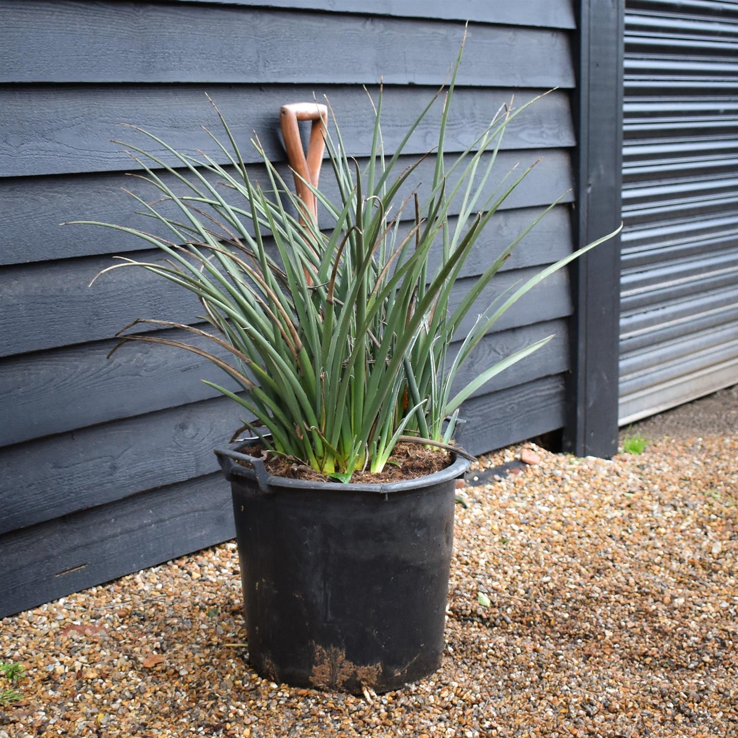 Hesperaloe parviflora | Redflower false yucca - Height 65-75cm - 35lt