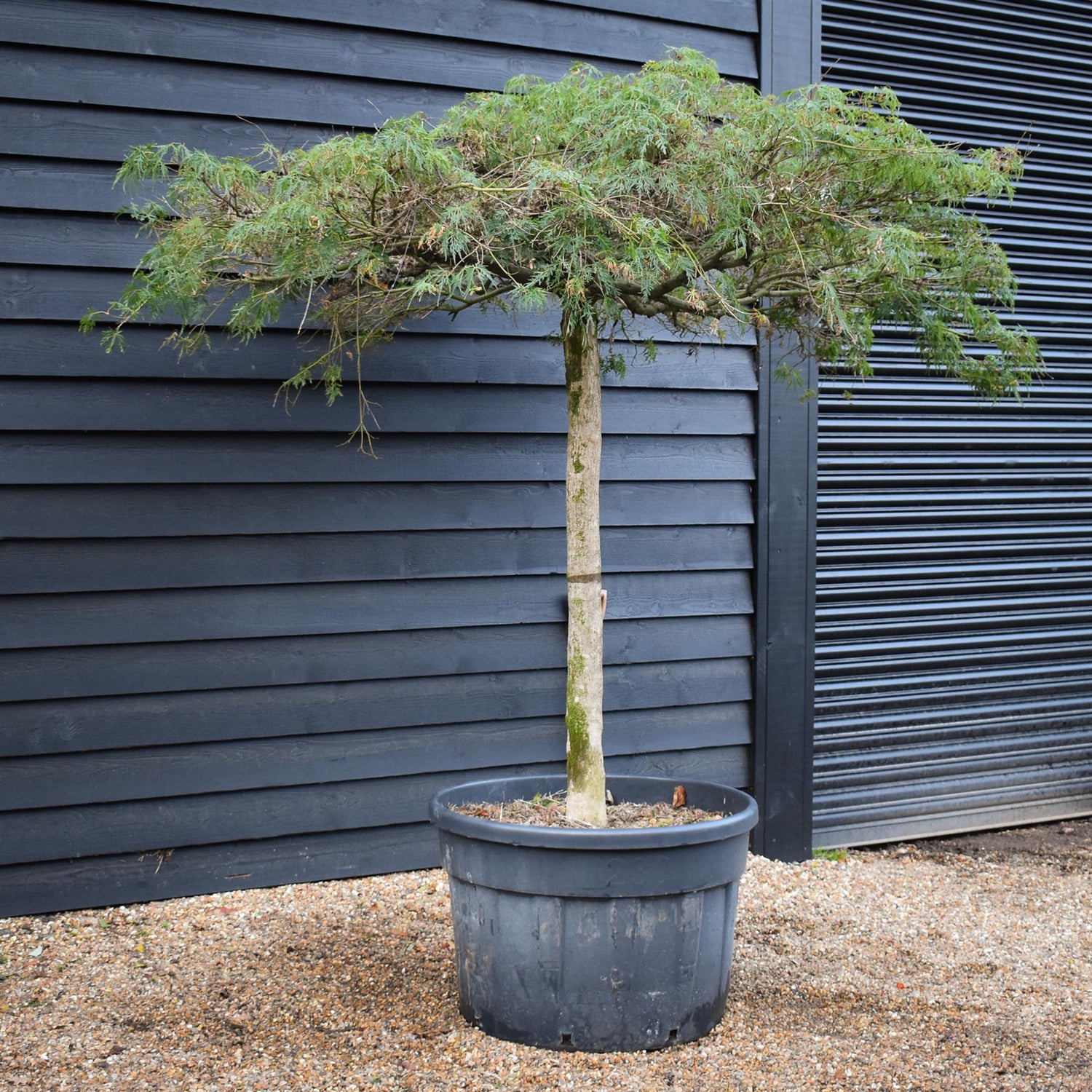 Acer dissectum 'Viridis' | Japanese maple Viridis -  Clear Stem 130cm - Girth 28-30cm - Height 190-200cm - 230lt