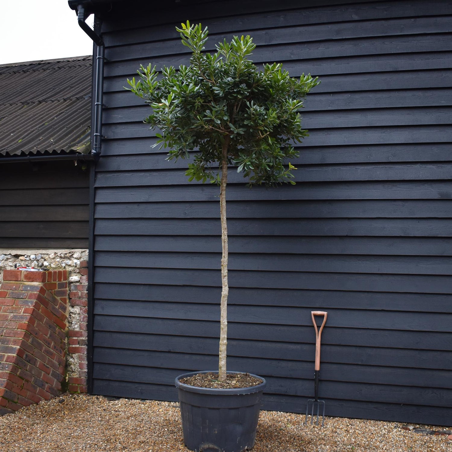 Pittosporum tobira | Austrian laurel - Clear Stem 180cm - Girth 14-16cm - Height 250-260cm, 130lt