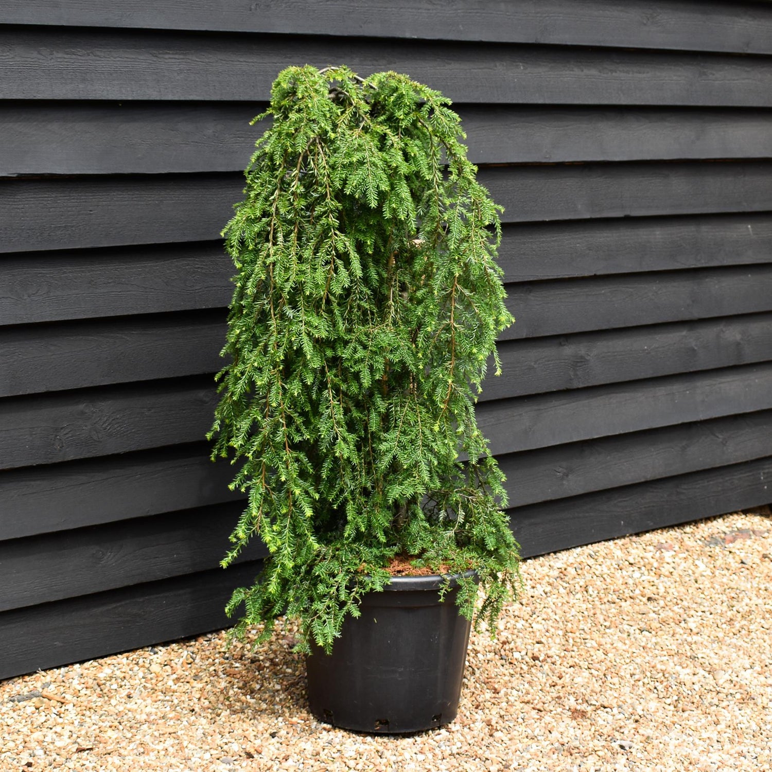 Tsuga canadensis 'Pendula' - Height 100-110cm - 35lt