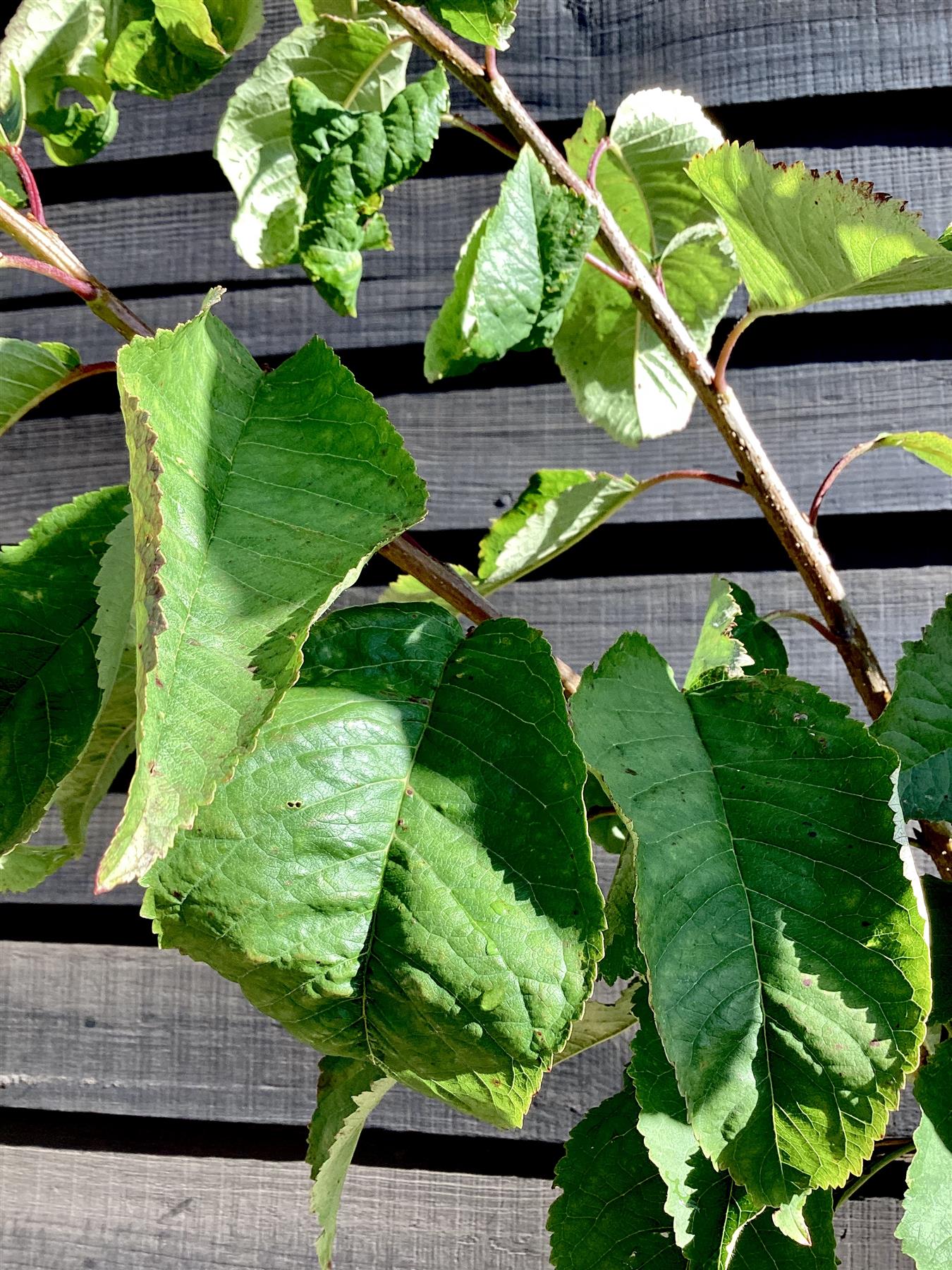 Cherry 'Stella' half-standard | Prunus avium - Height 160-180cm - 12lt