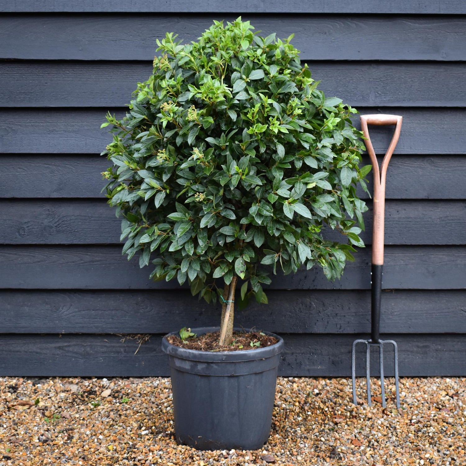 Viburnum tinus | Laurustinus - Clear Stem 30-40cm - Height 100-110cm - Girth 6-8cm - 25lt