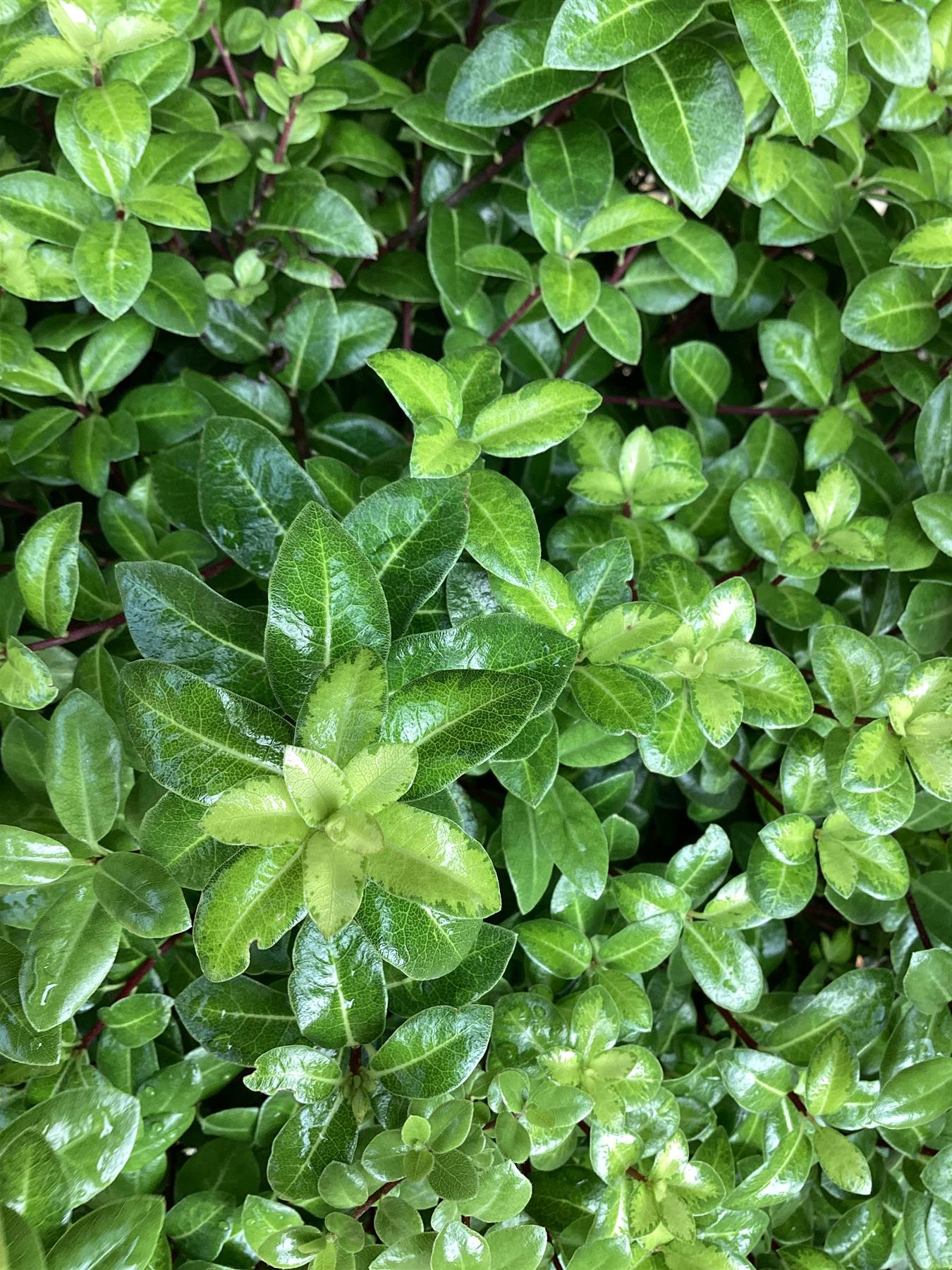 Pittosporum tenuifolium 'Gold Ball' (Golden Ball) - 30cm - 10lt