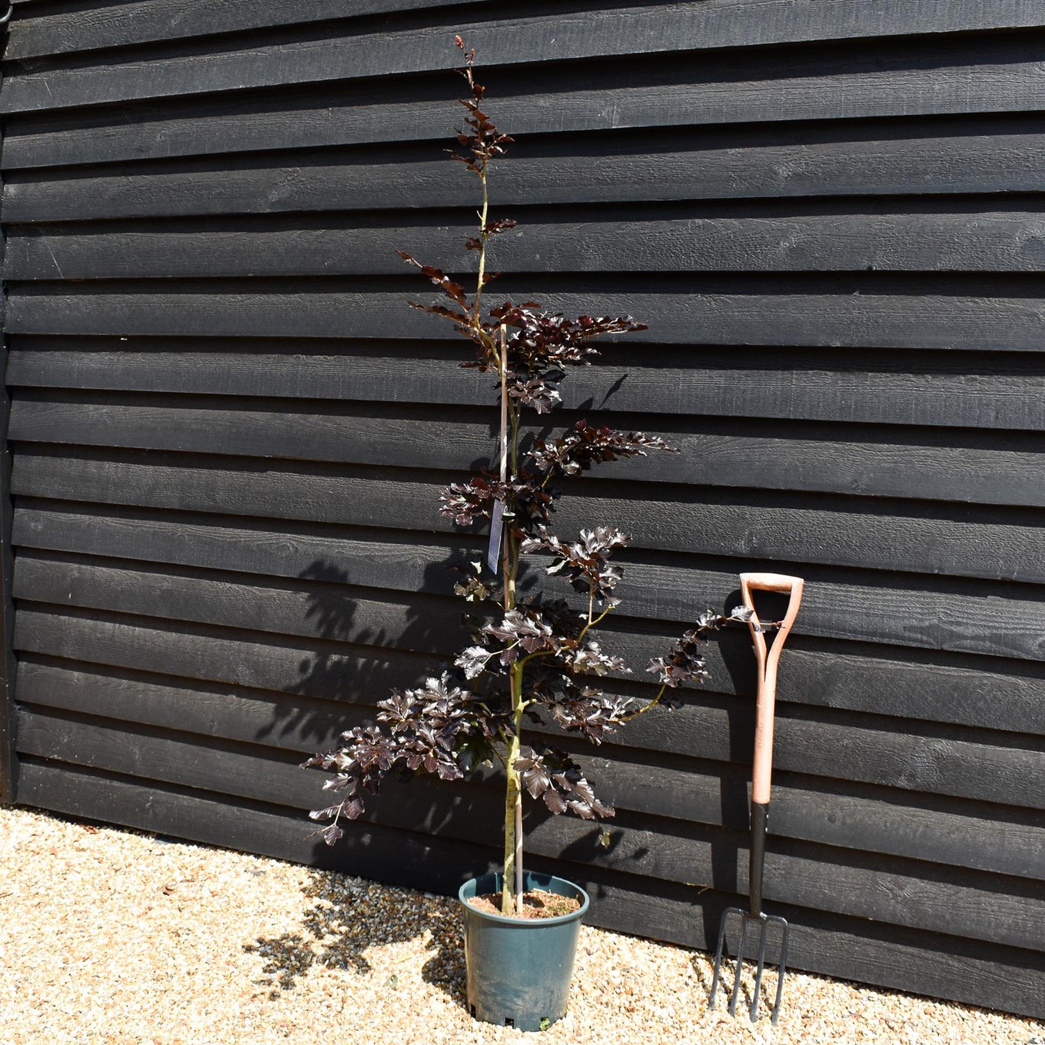 Fagus Sylvatica Purpurea | Copper Beech - Height 110-130cm - 12lt