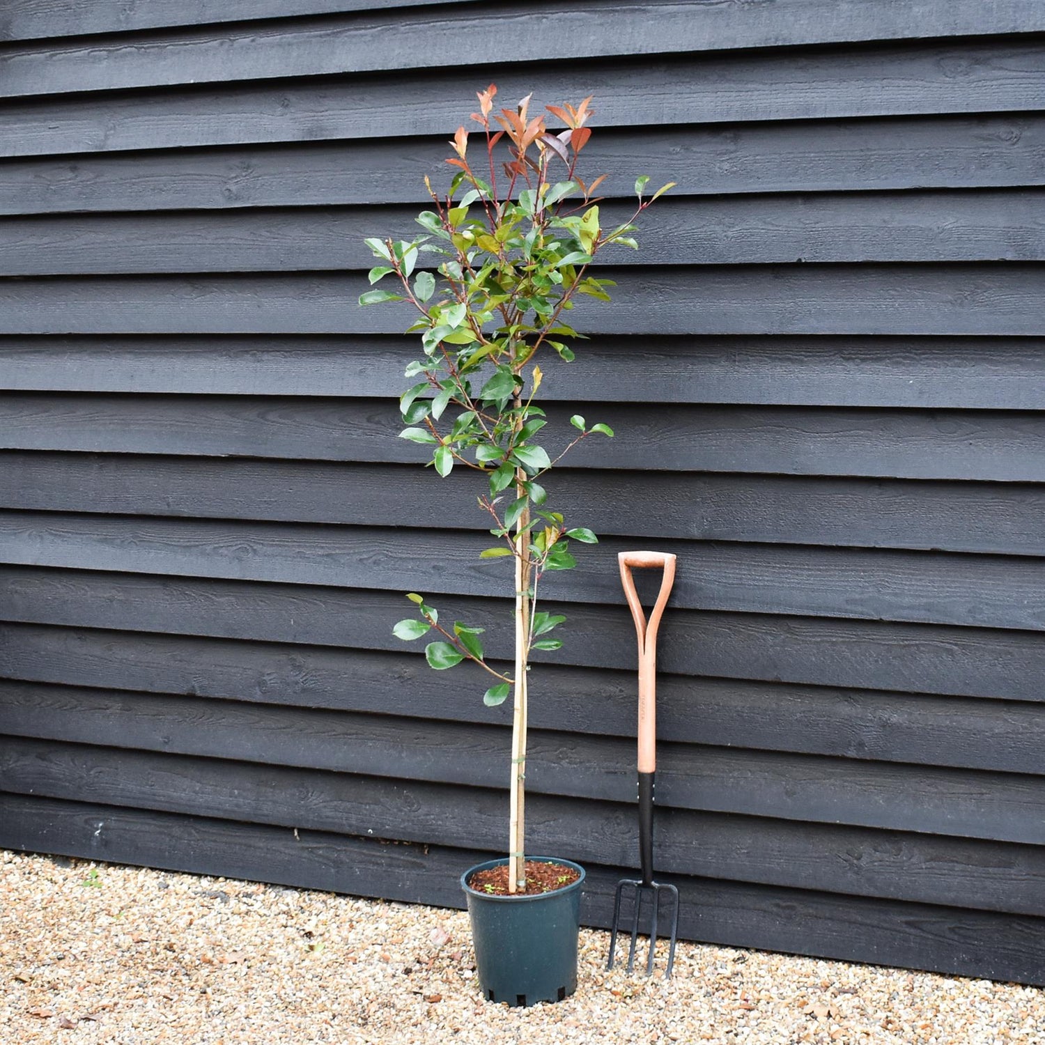 Photinia x fraseri Red Robin - Tree - Height 160-180cm - 12lt