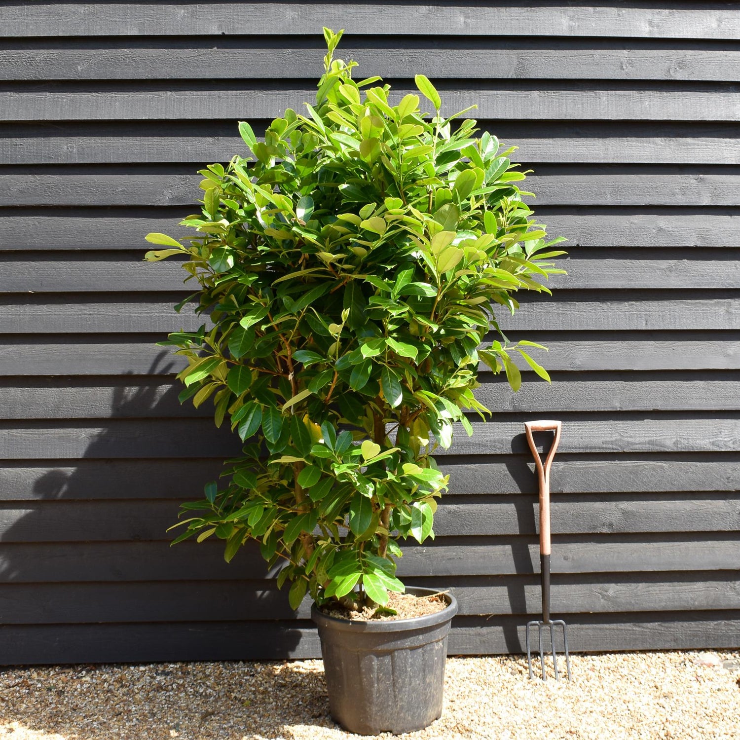 Cherry Laurel | Prunus Rotundifolia - Shrub - Height 150-190cm - 50lt
