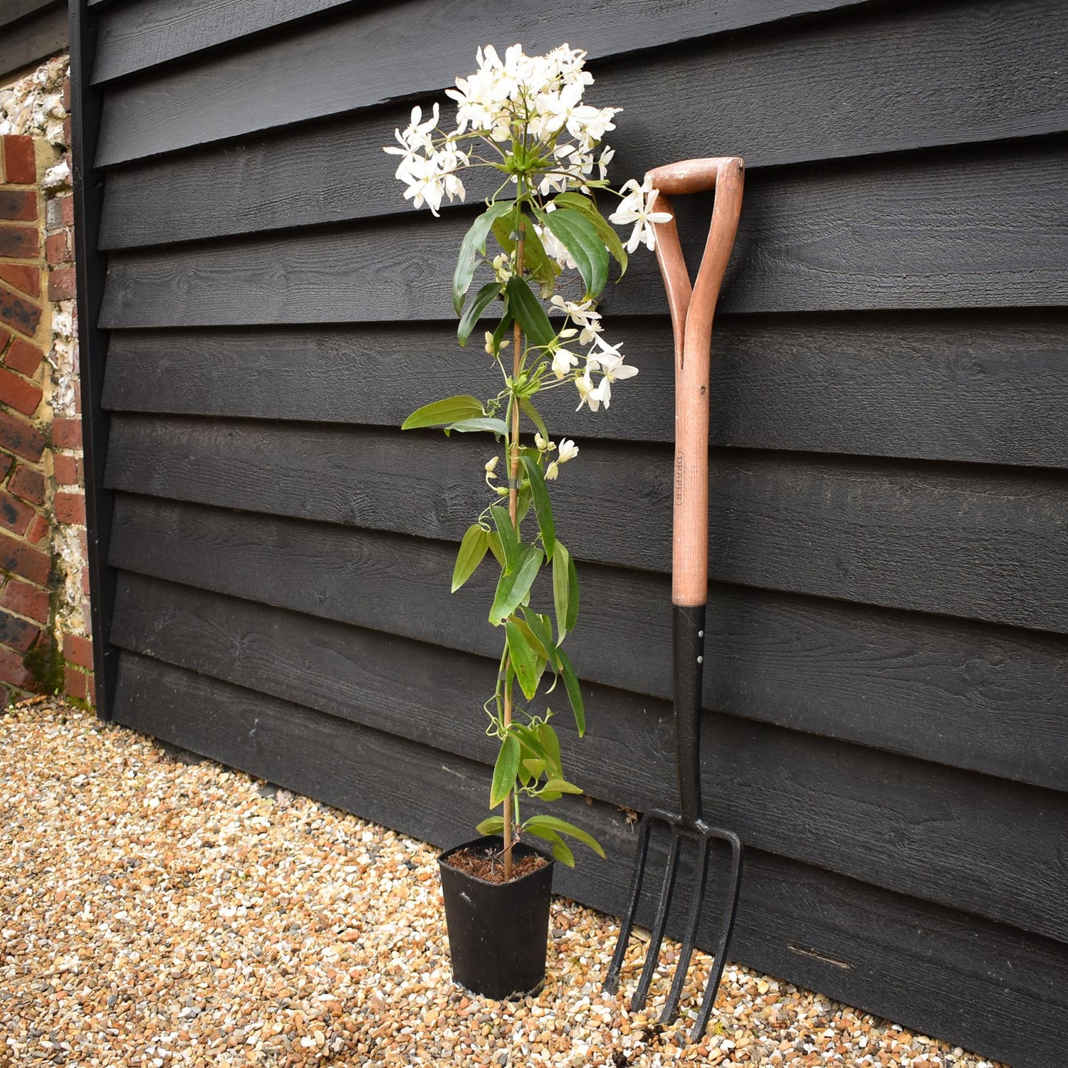 Clematis armandi 'Snowdrift' - Height 100-120cm - 2lt