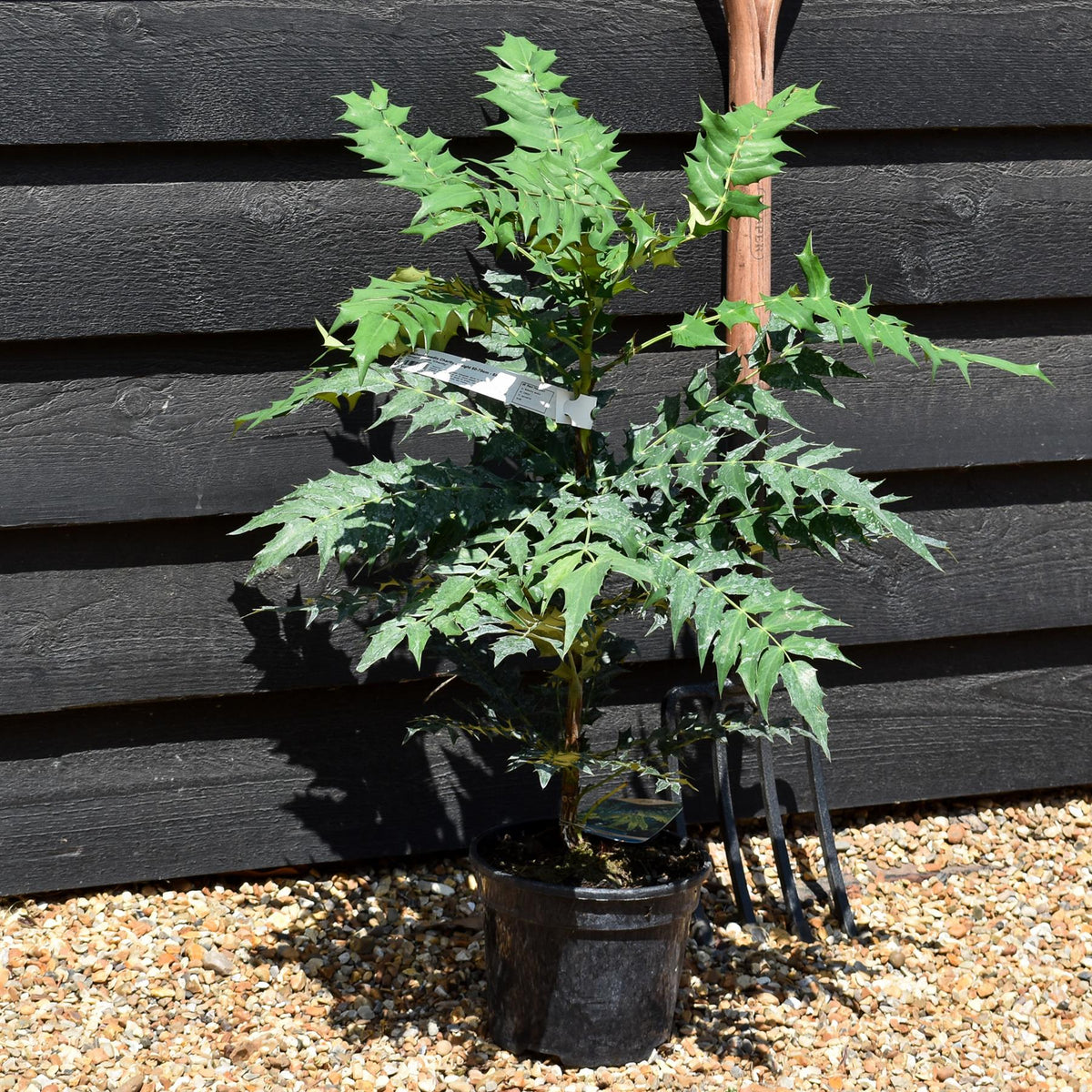 Mahonia media Charity | Oregon grape 'Charity' -Height 50-70cm - 5lt