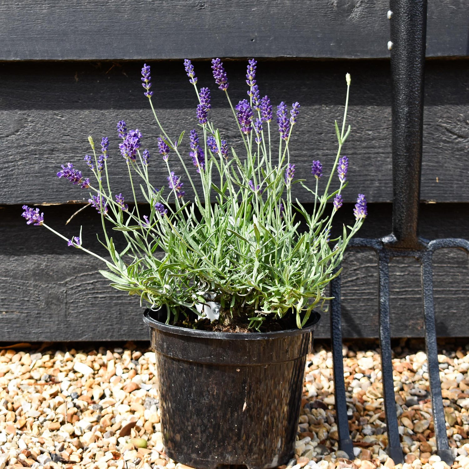 English Lavender 'Hidcote' - 10-20cm, 2lt