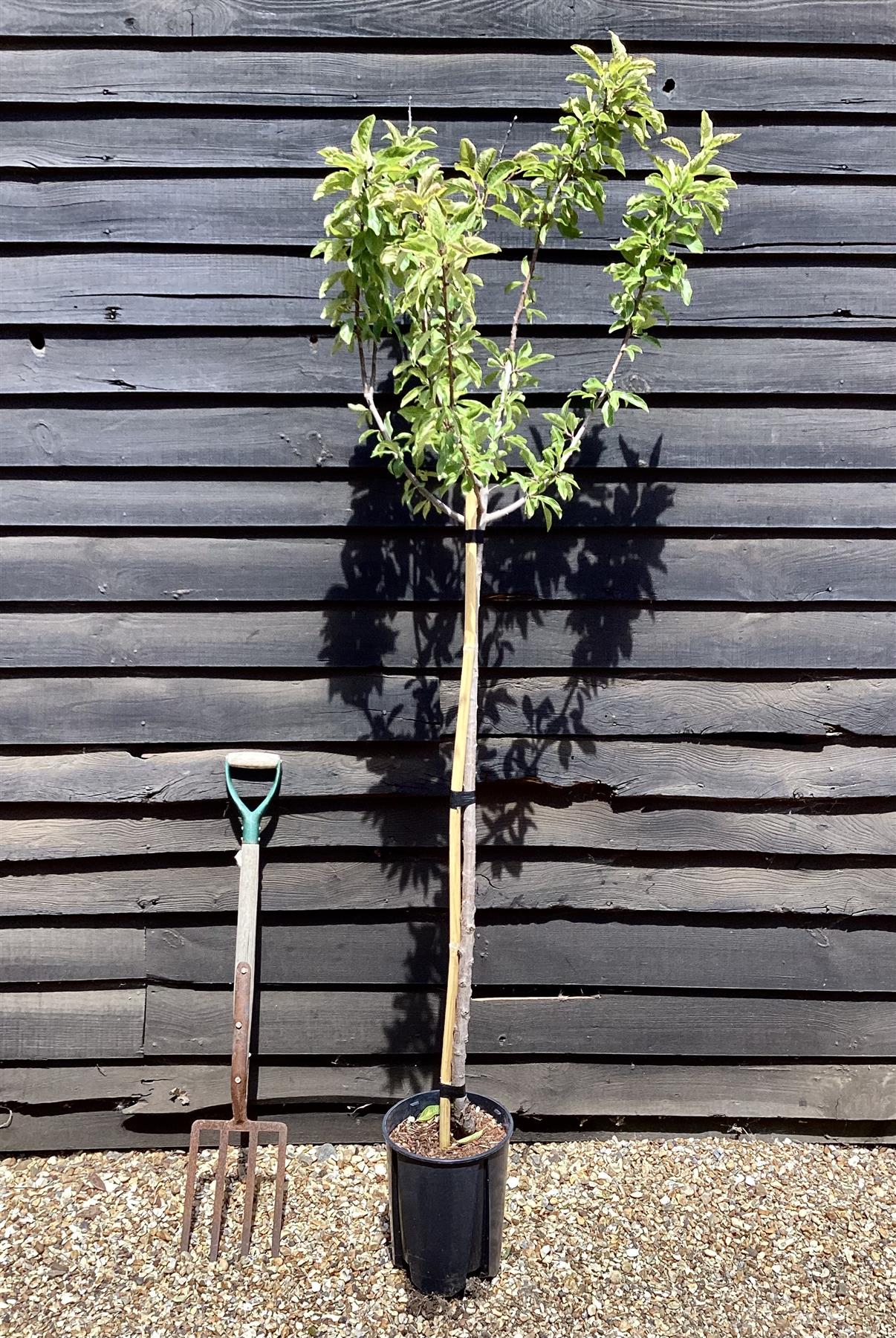 Plum tree 'Oullins Gage' | Prunus domestica - 150-160cm - 10lt
