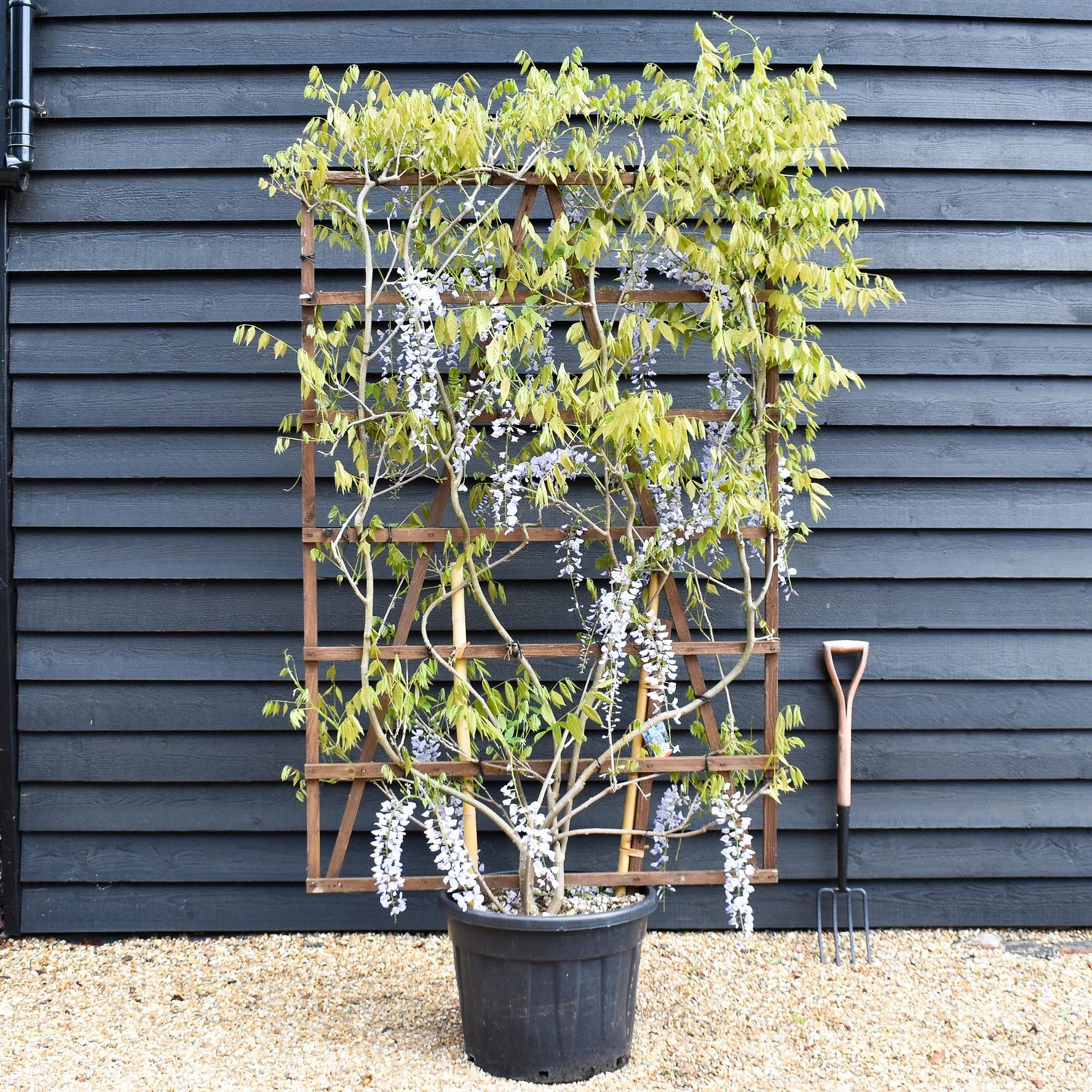 Wisteria sinensis 'Prolific' | Chinese Wisteria Purple - Frame (H) 180cm x (W) 120cm - Height 180cm -70lt